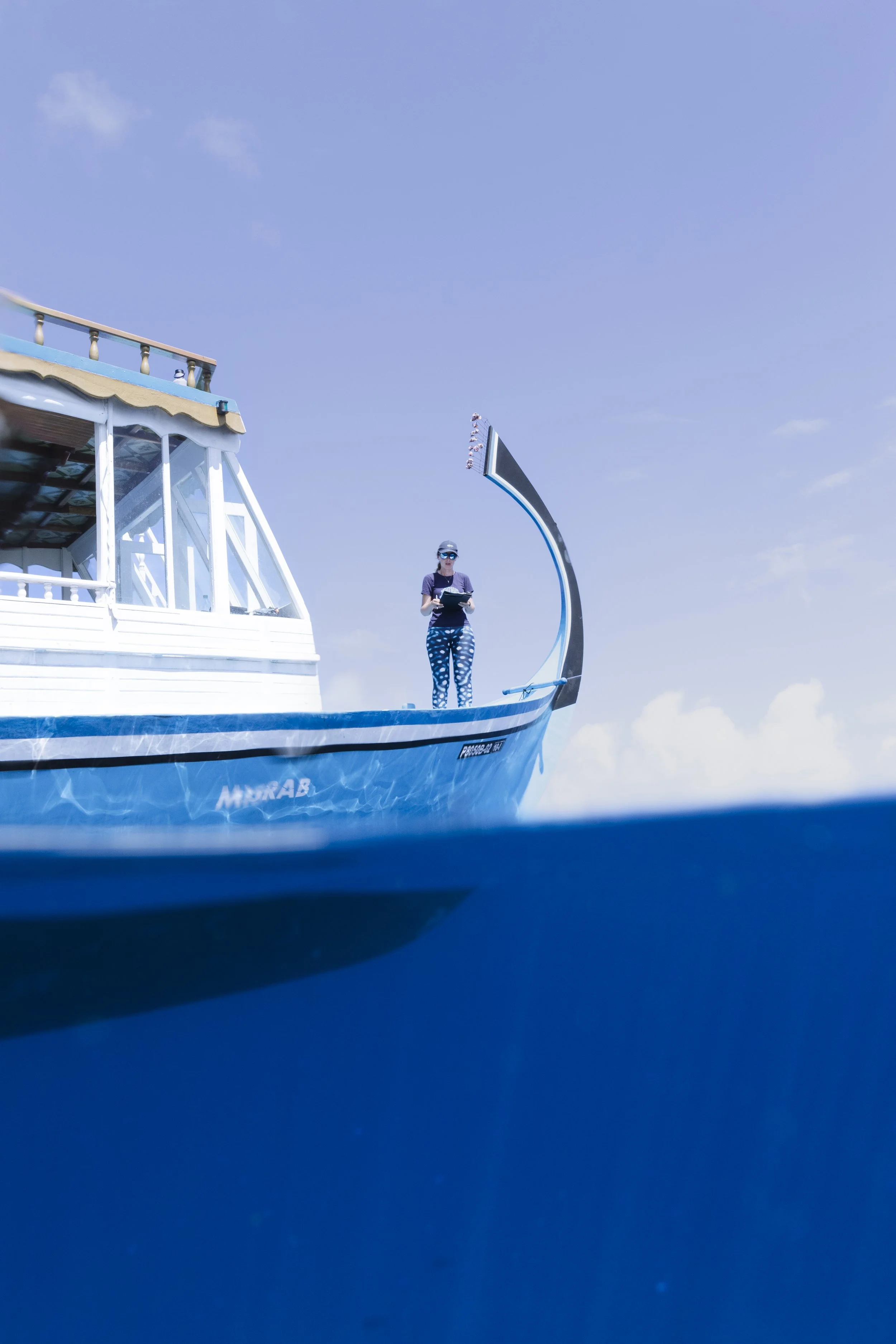 Maldives Whale Shark Research