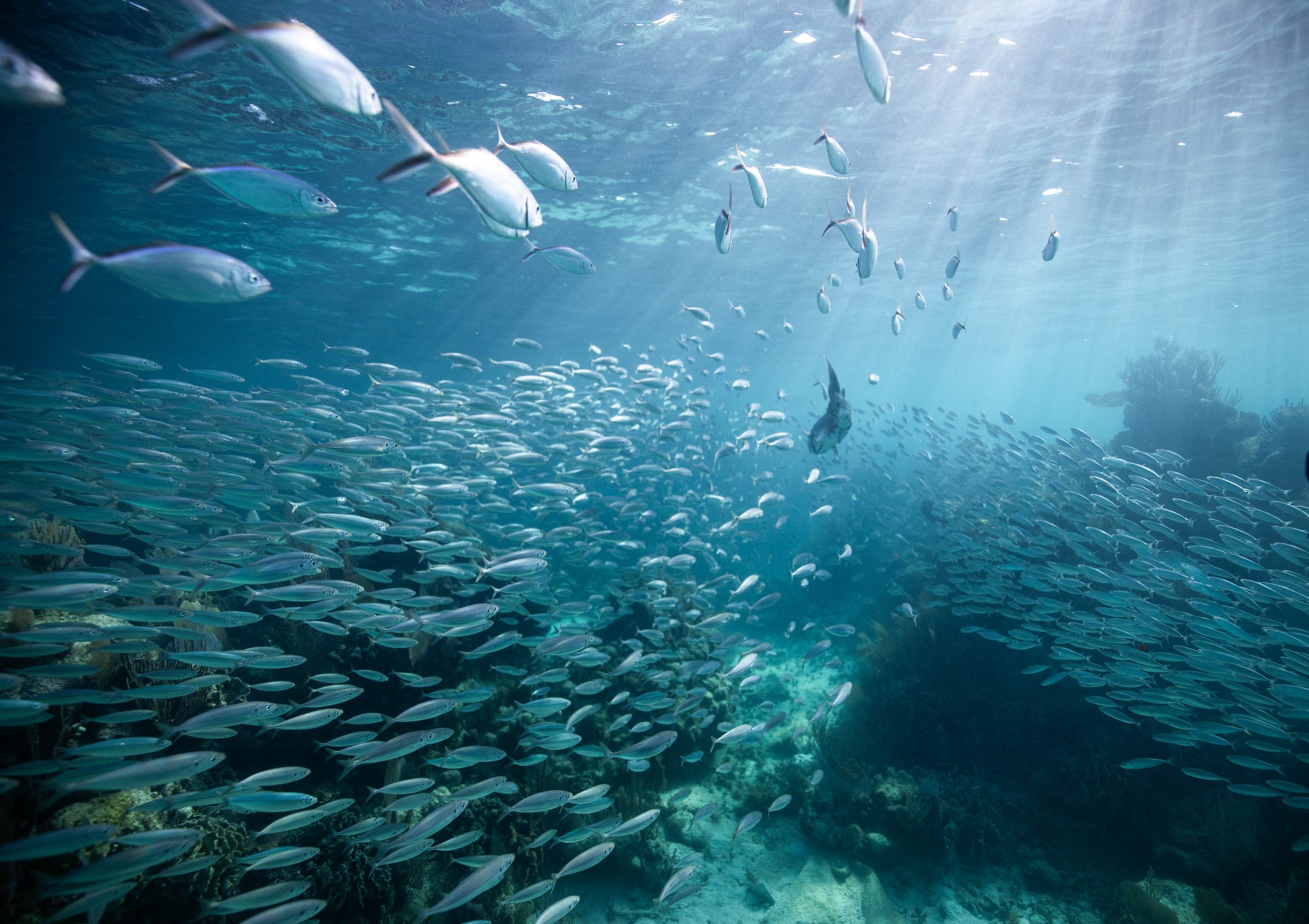 Underwater scene showing a large school of small fish swimming in clear blue water with sunlight filtering through, coral and rocky seabed visible below.
