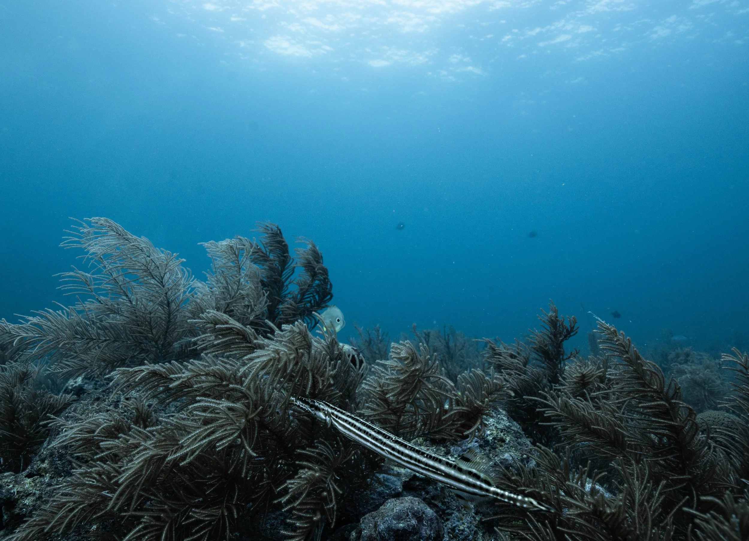 Underwater scene with coral and a small fish, with blue water in the background.