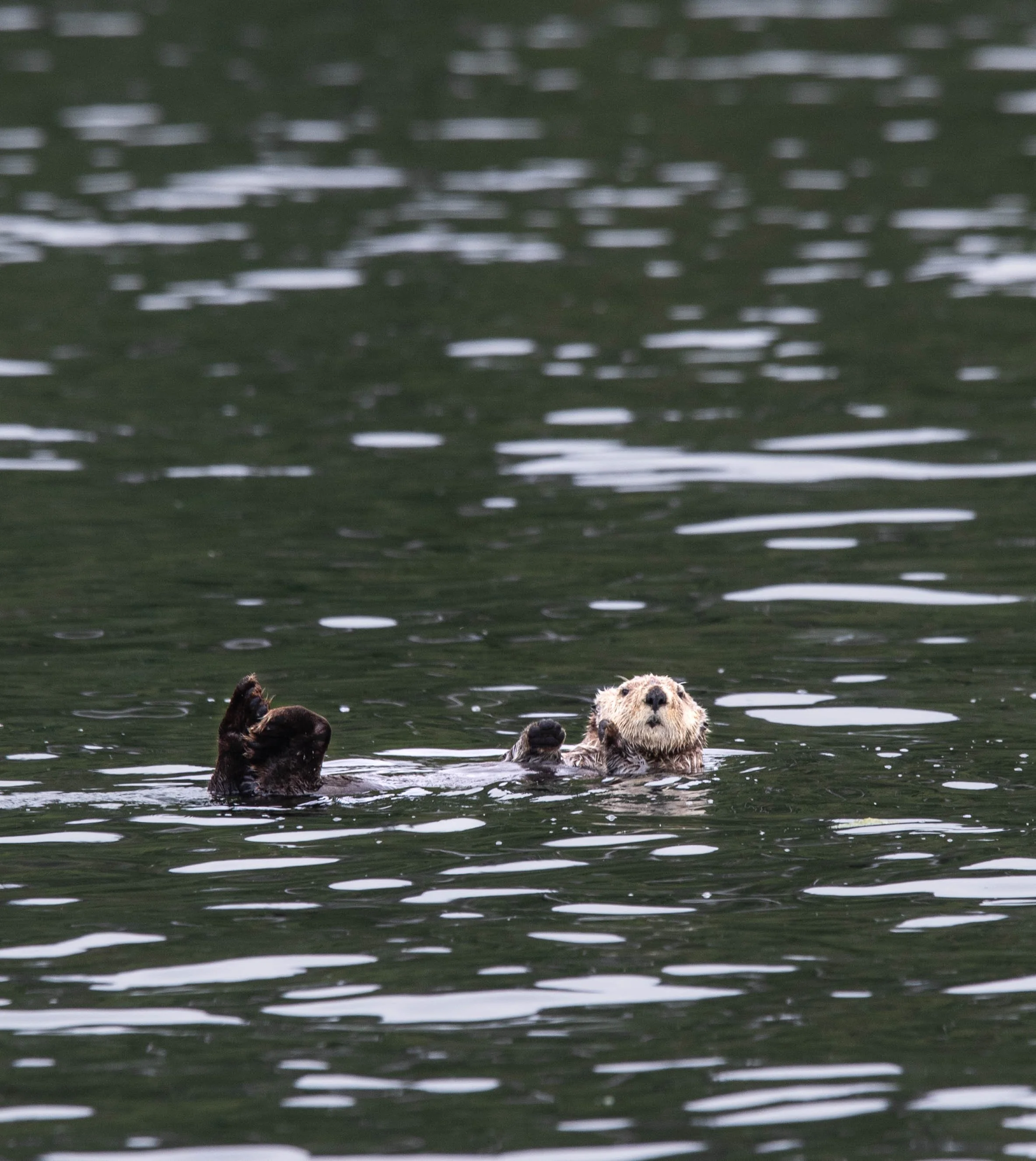 An otter floating on its back in water with its head up and front paws crossed, surrounded by ripples.