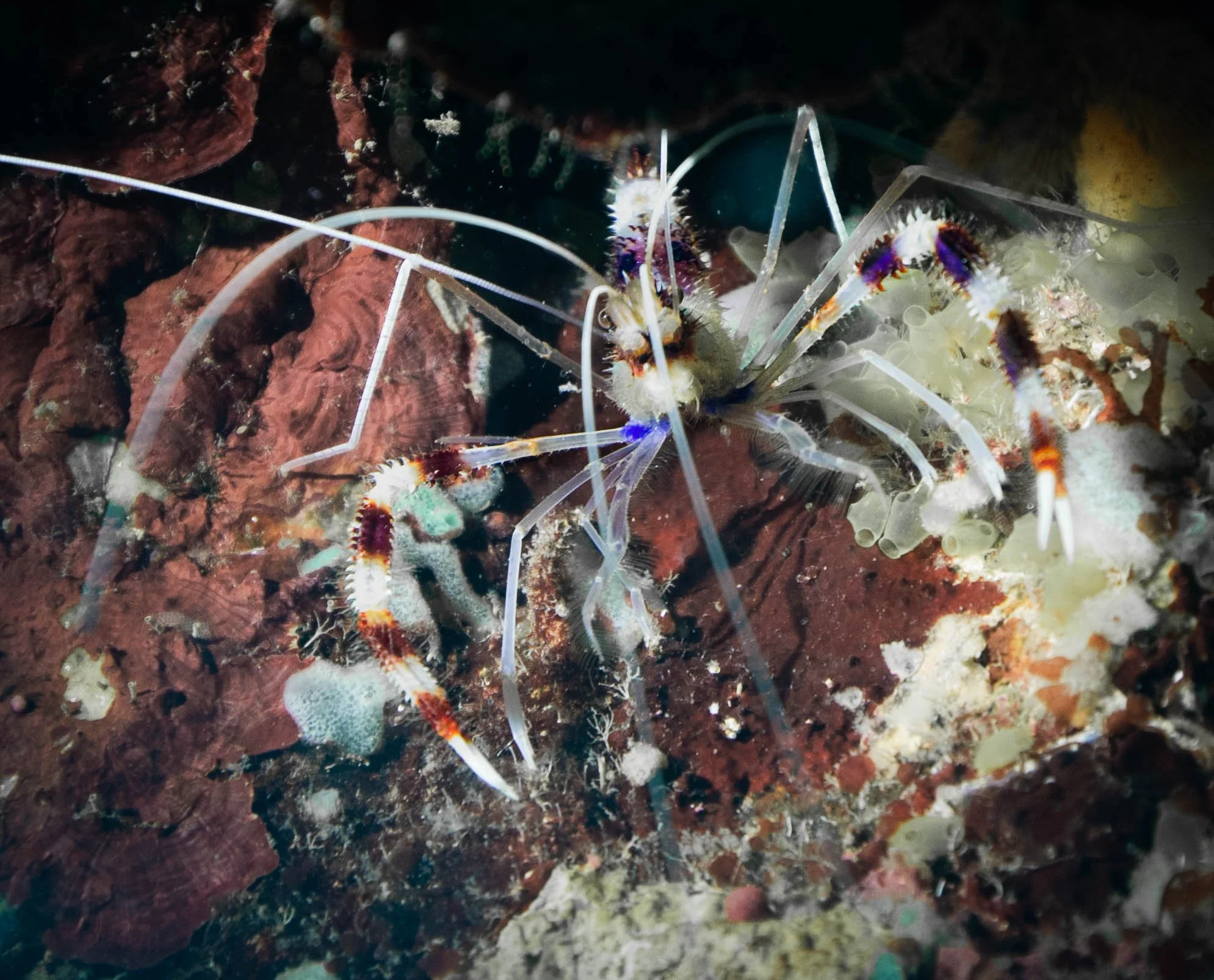 A close-up of a transparent ghost shrimp with purple and orange markings, resting on a red and brown coral reef environment.