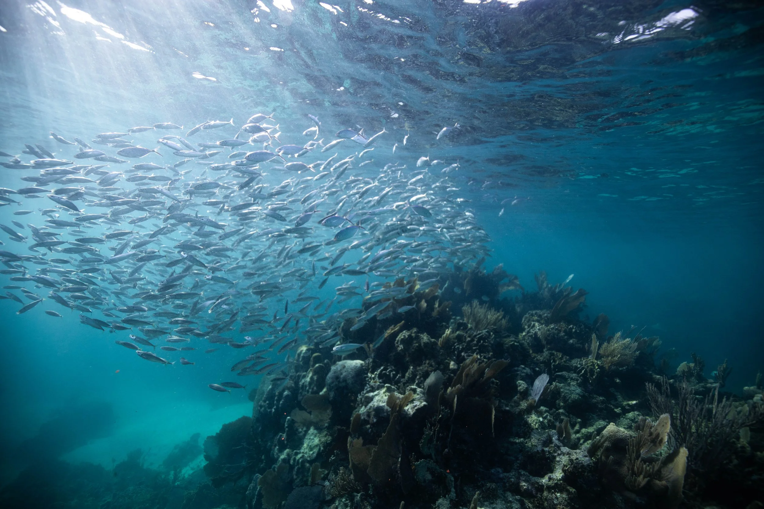 Underwater scene with a school of fish swimming above a coral reef.