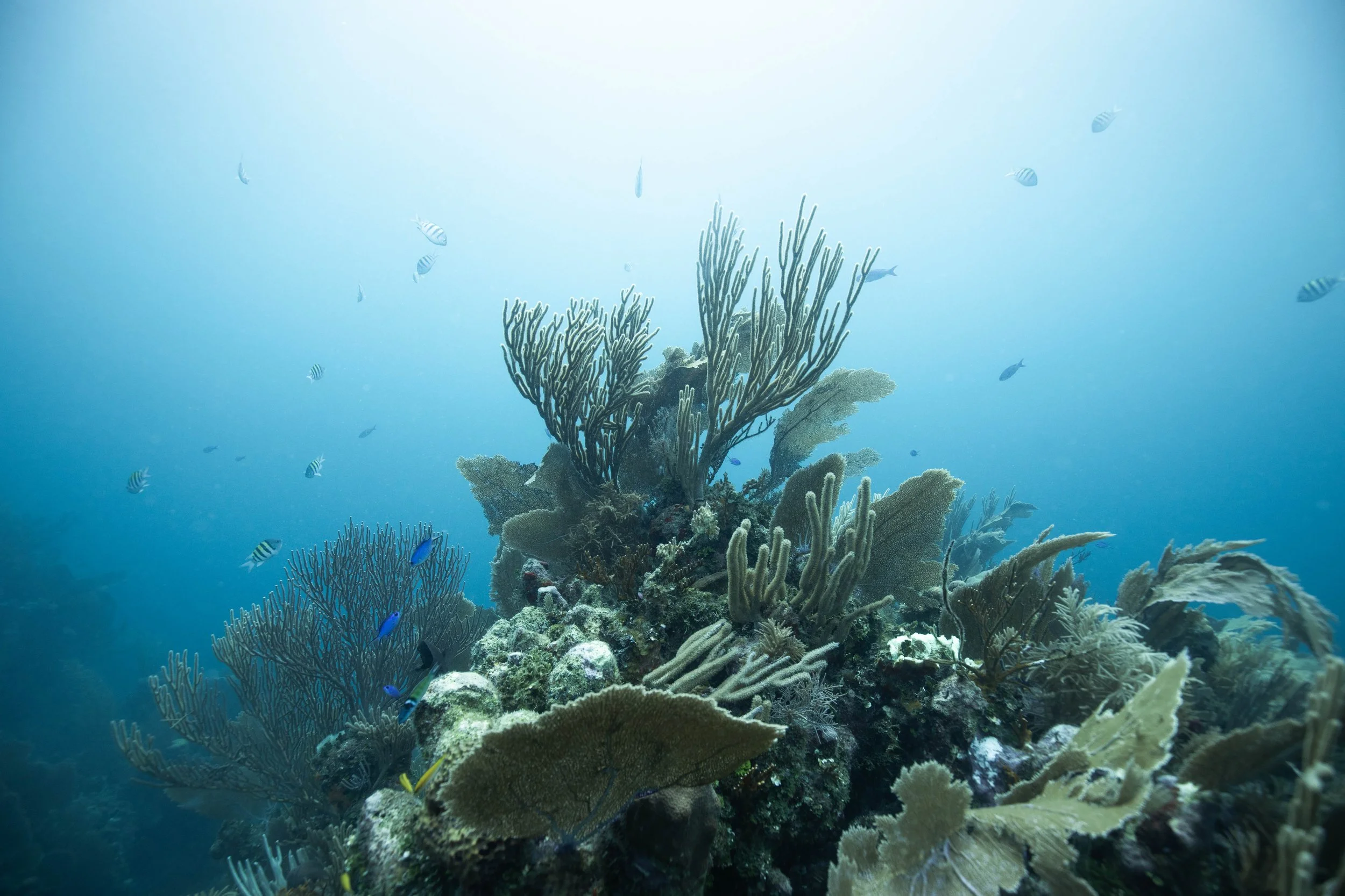 Underwater view of a vibrant coral reef with various types of coral and small fish swimming around.