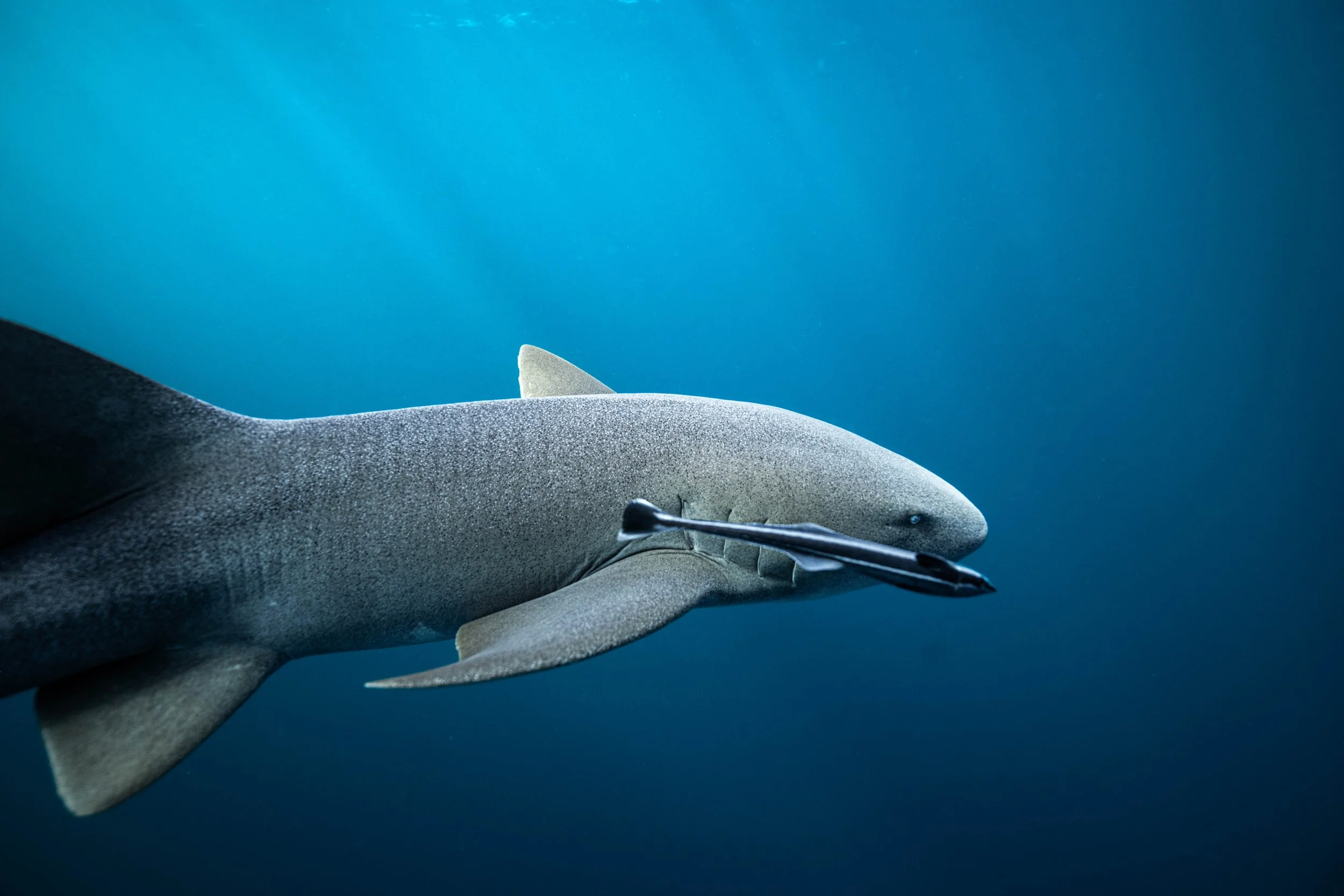 A shark swimming underwater with a small fish near its mouth, against a blue ocean background.
