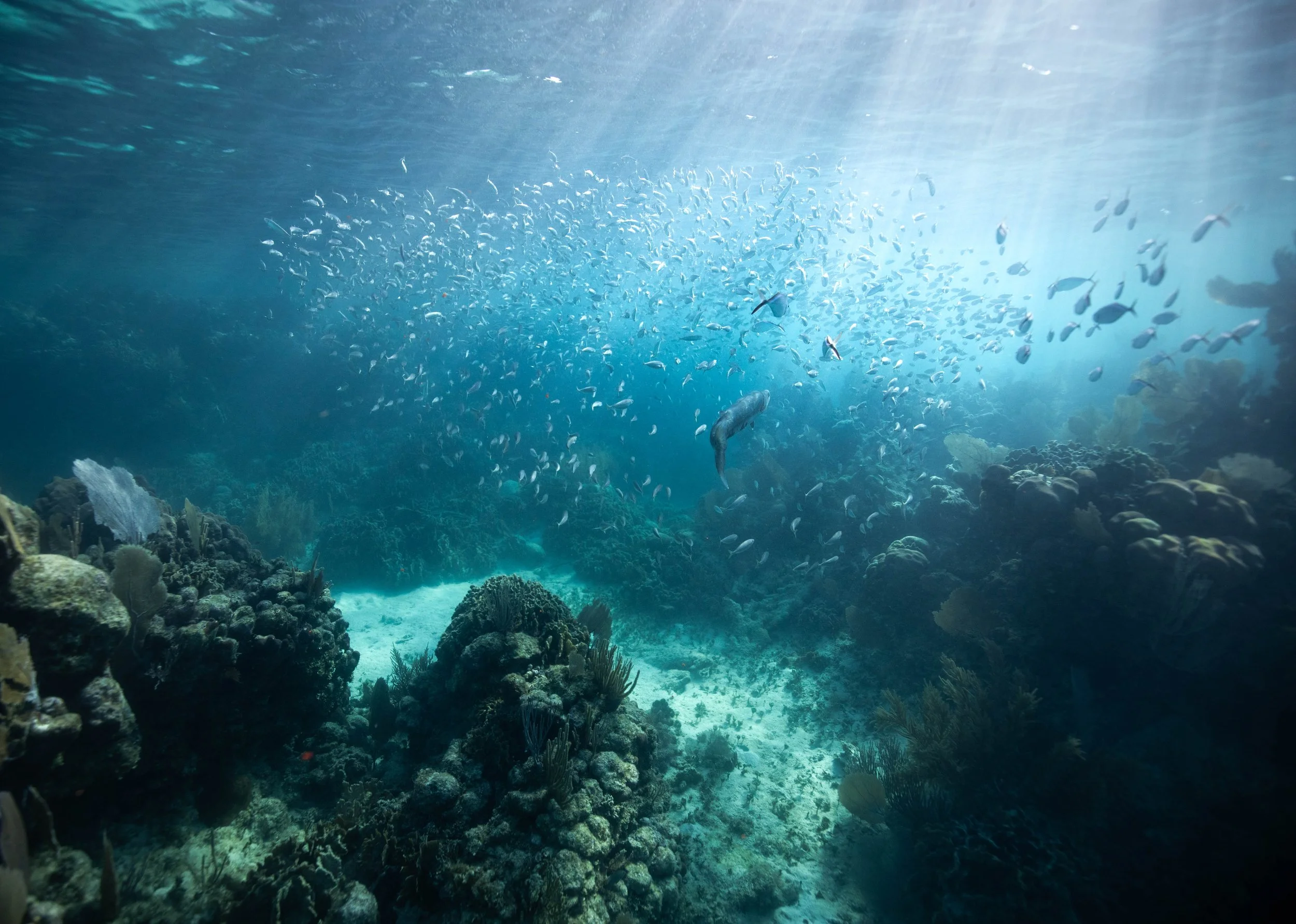 Underwater scene with coral reefs, a school of small fish, and a larger fish swimming near the reef.