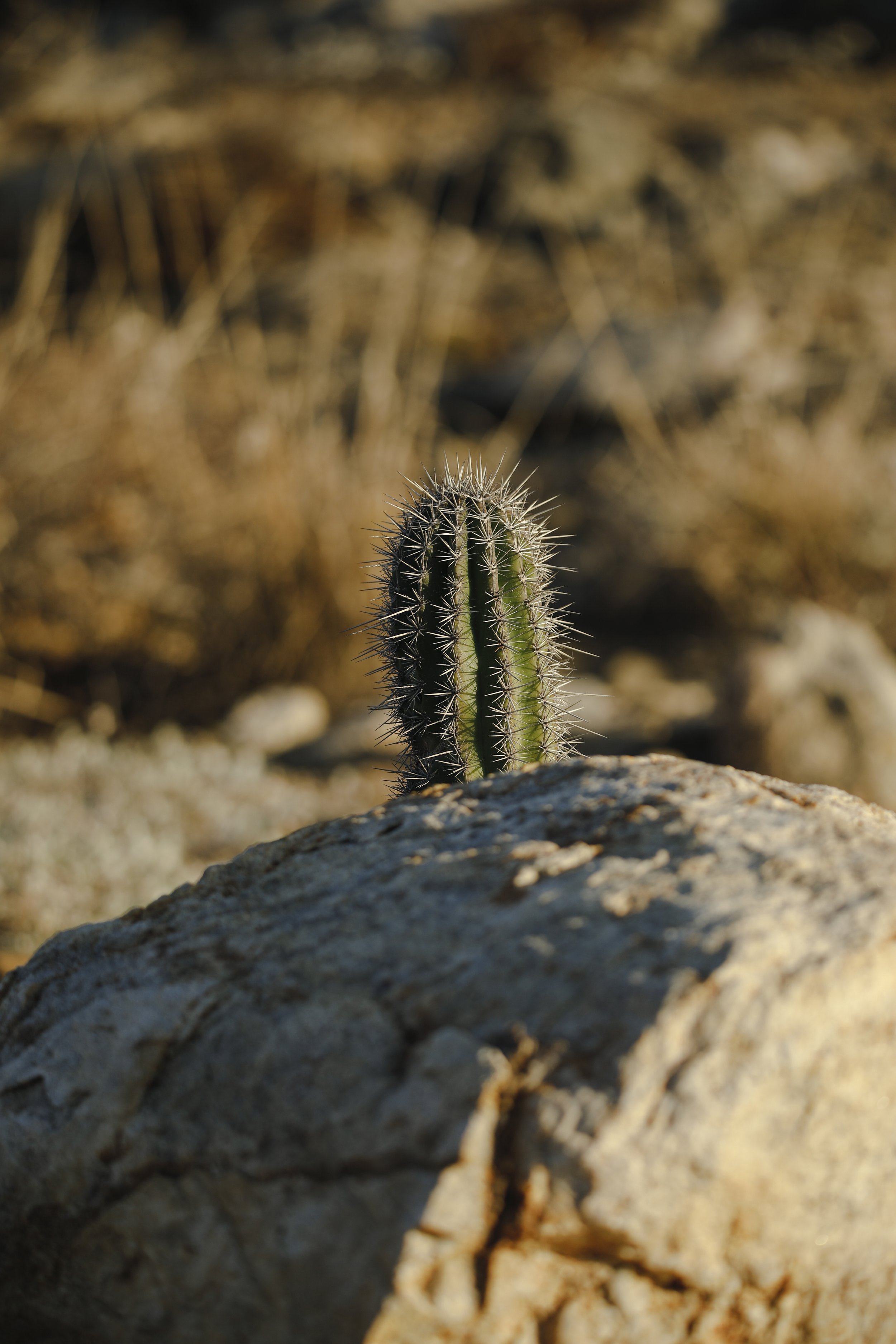 Close-up of a small cactus with spines growing on a rock in a desert landscape.