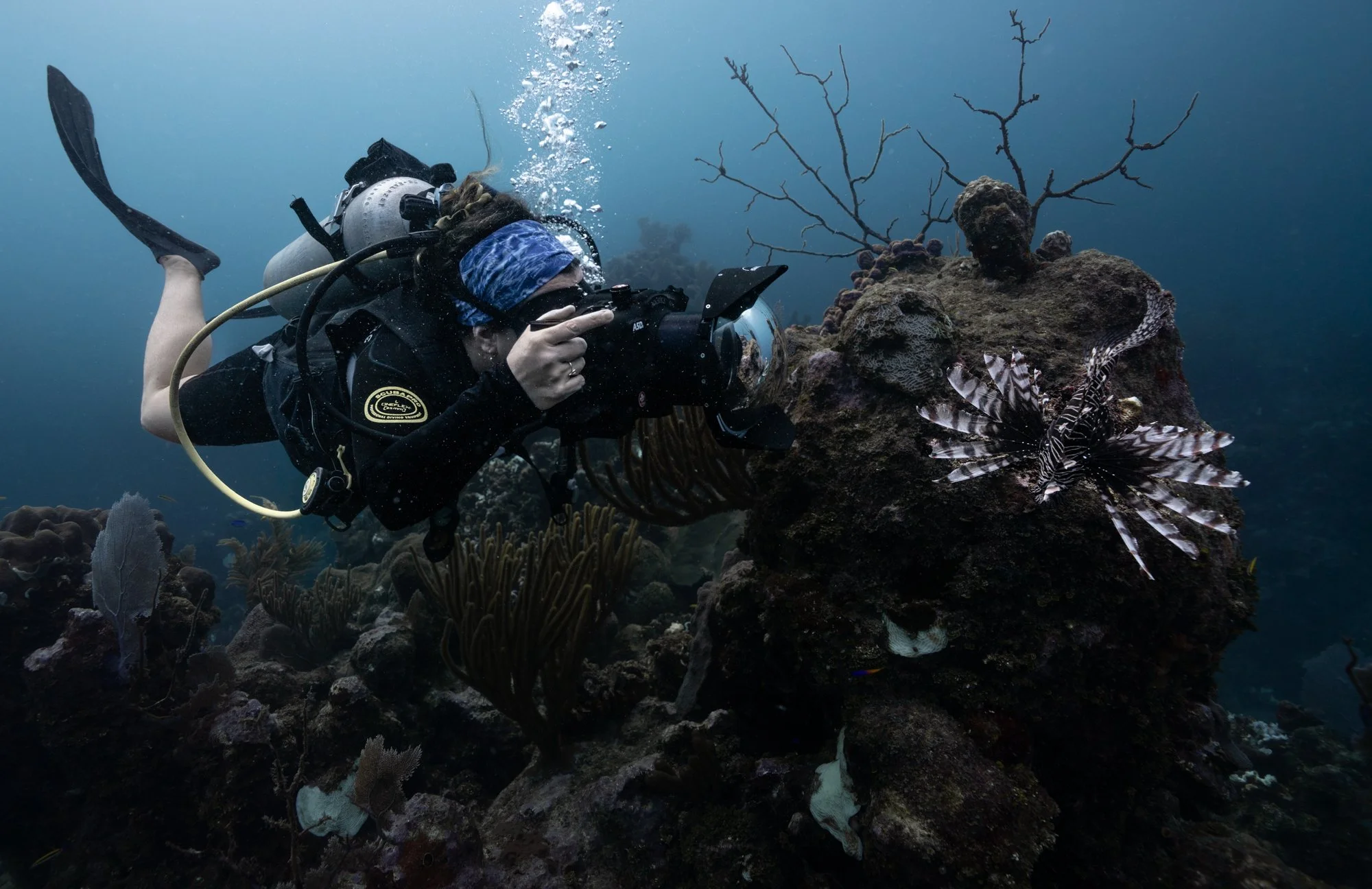 A scuba diver takes a photograph underwater near a rock with a lionfish on it, surrounded by coral and marine life.