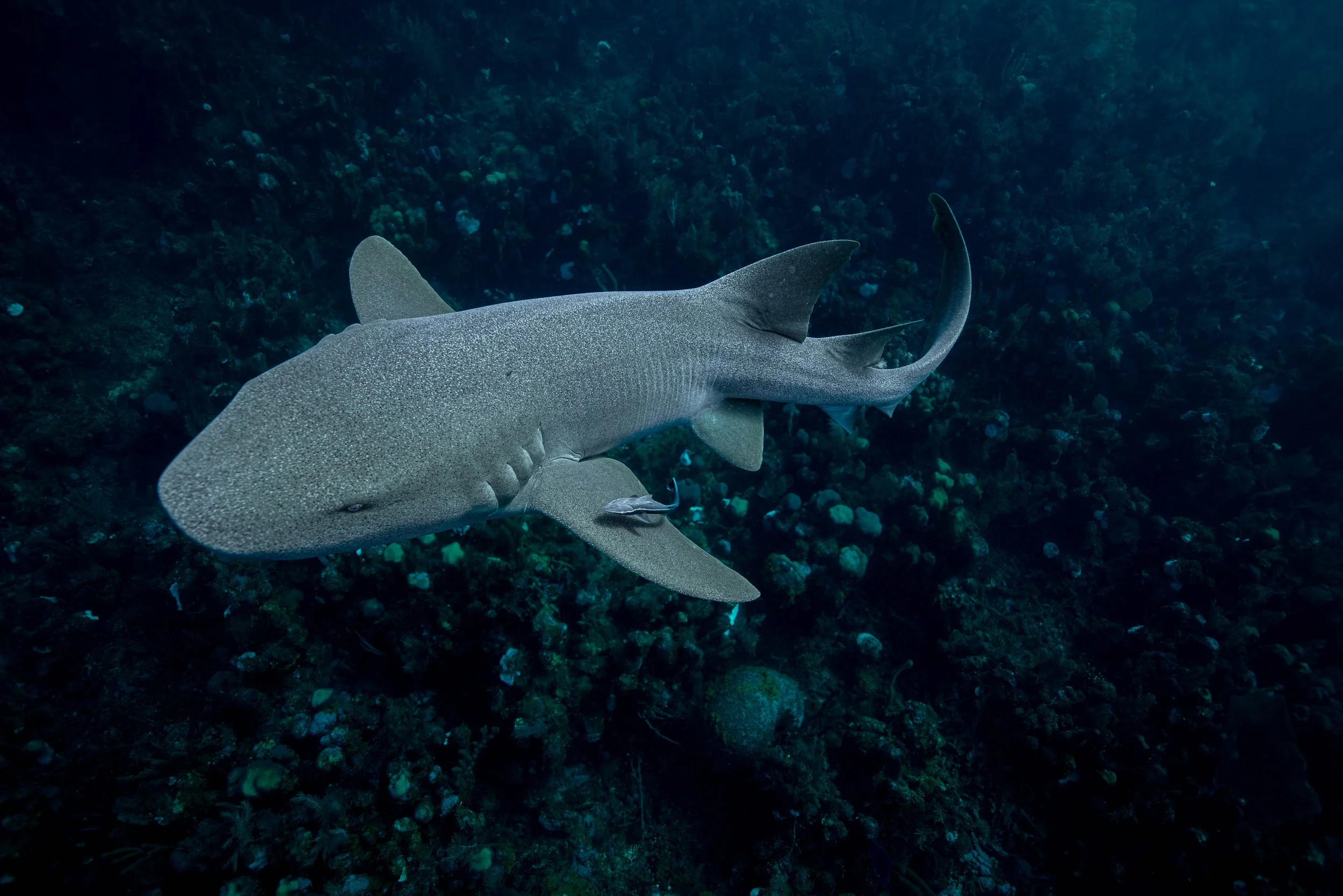 A zebra shark swimming over a coral reef in the ocean.
