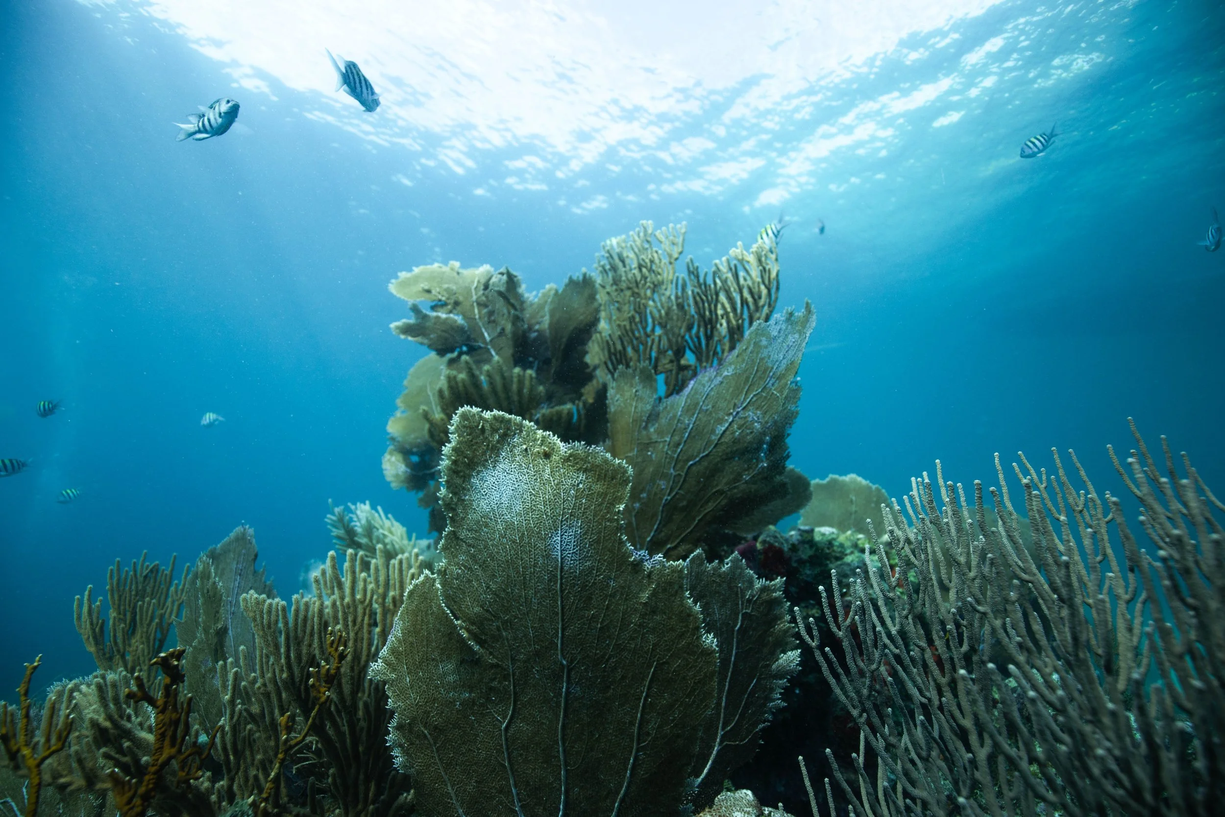 Underwater scene showing coral reef and various fish swimming above it in the ocean.