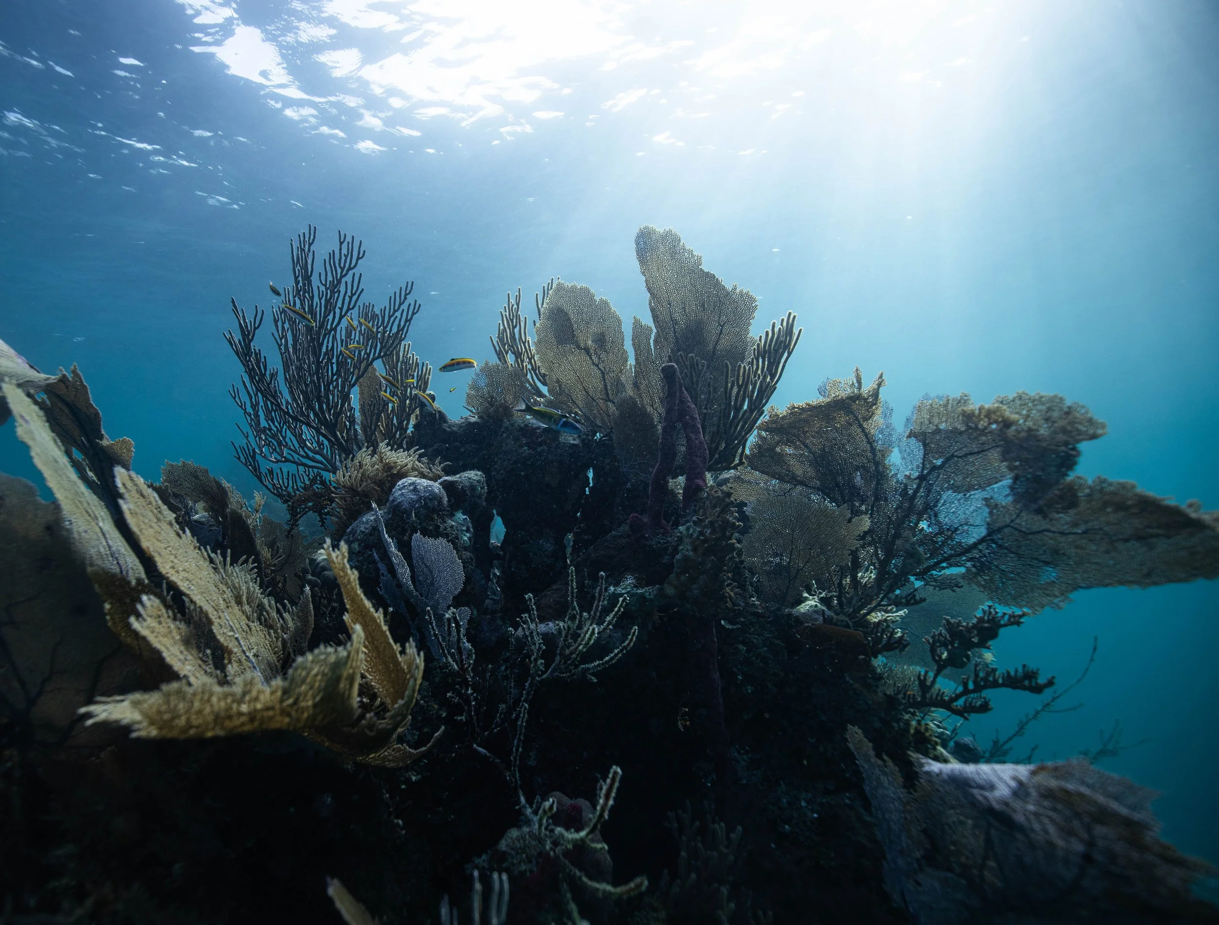 Underwater scene with various coral formations and small fish swimming around, with sunlight filtering through the water.