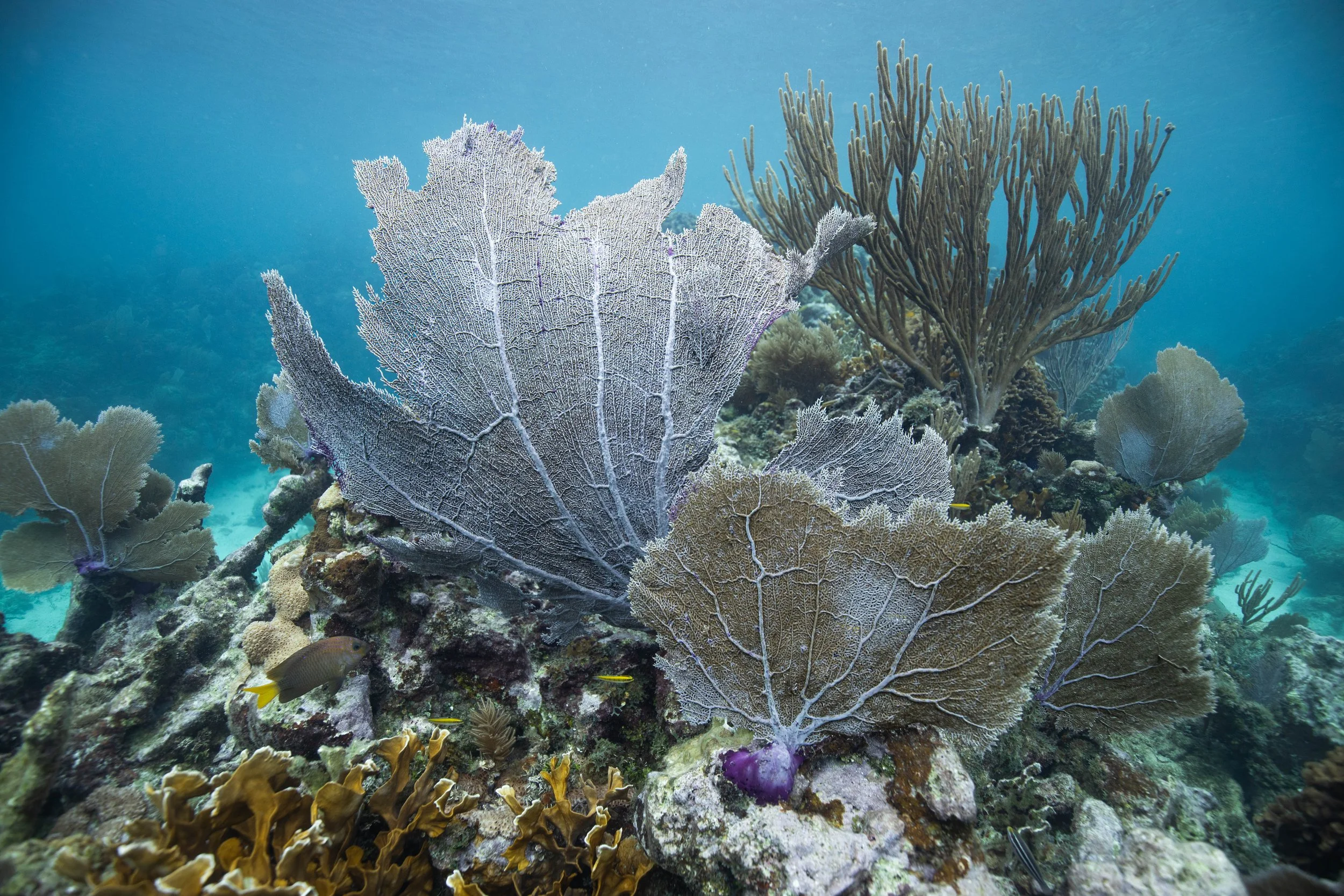 Underwater scene of colorful coral reef with various coral formations and small fish swimming around.