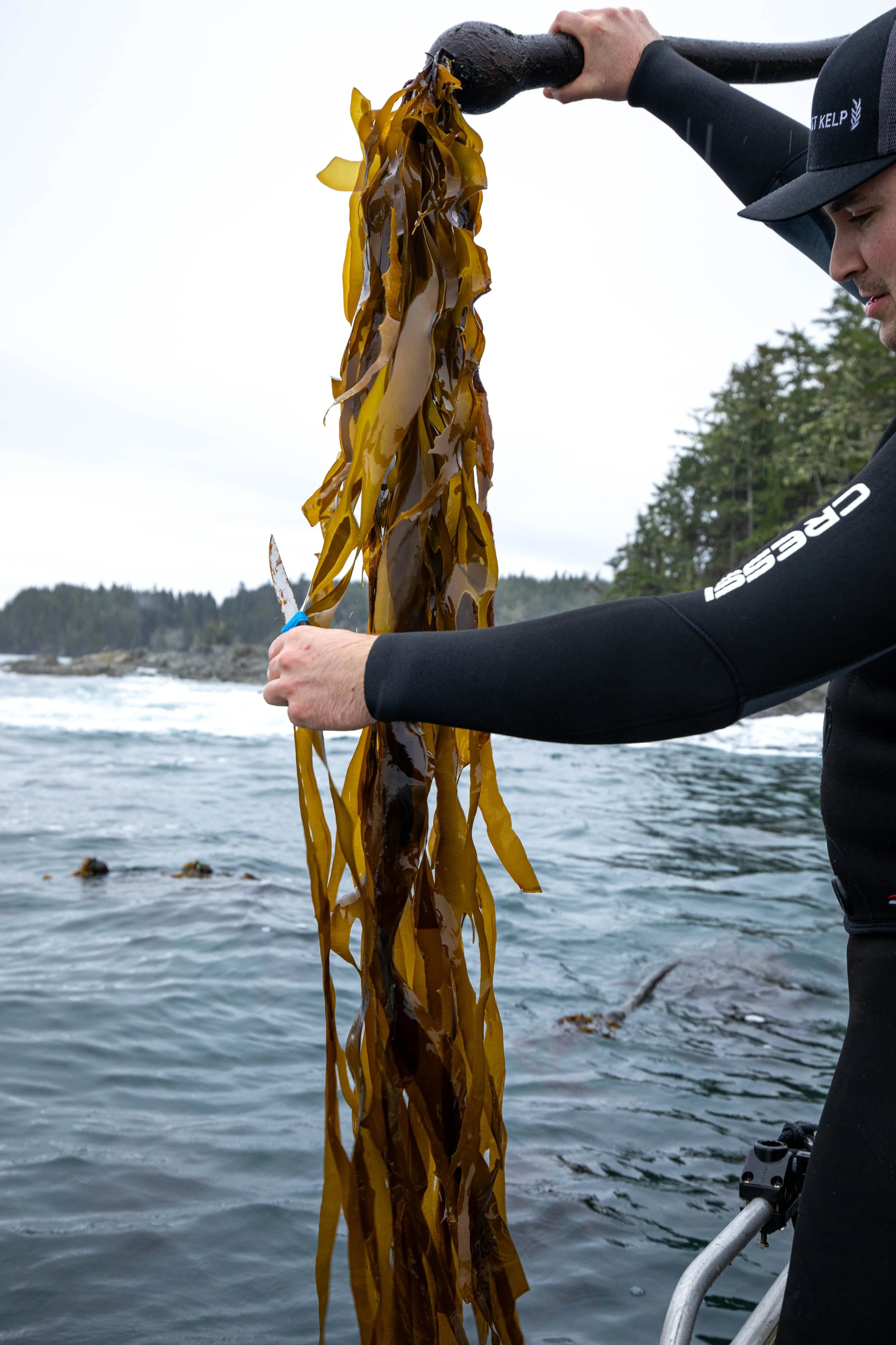 West Coast Kelp