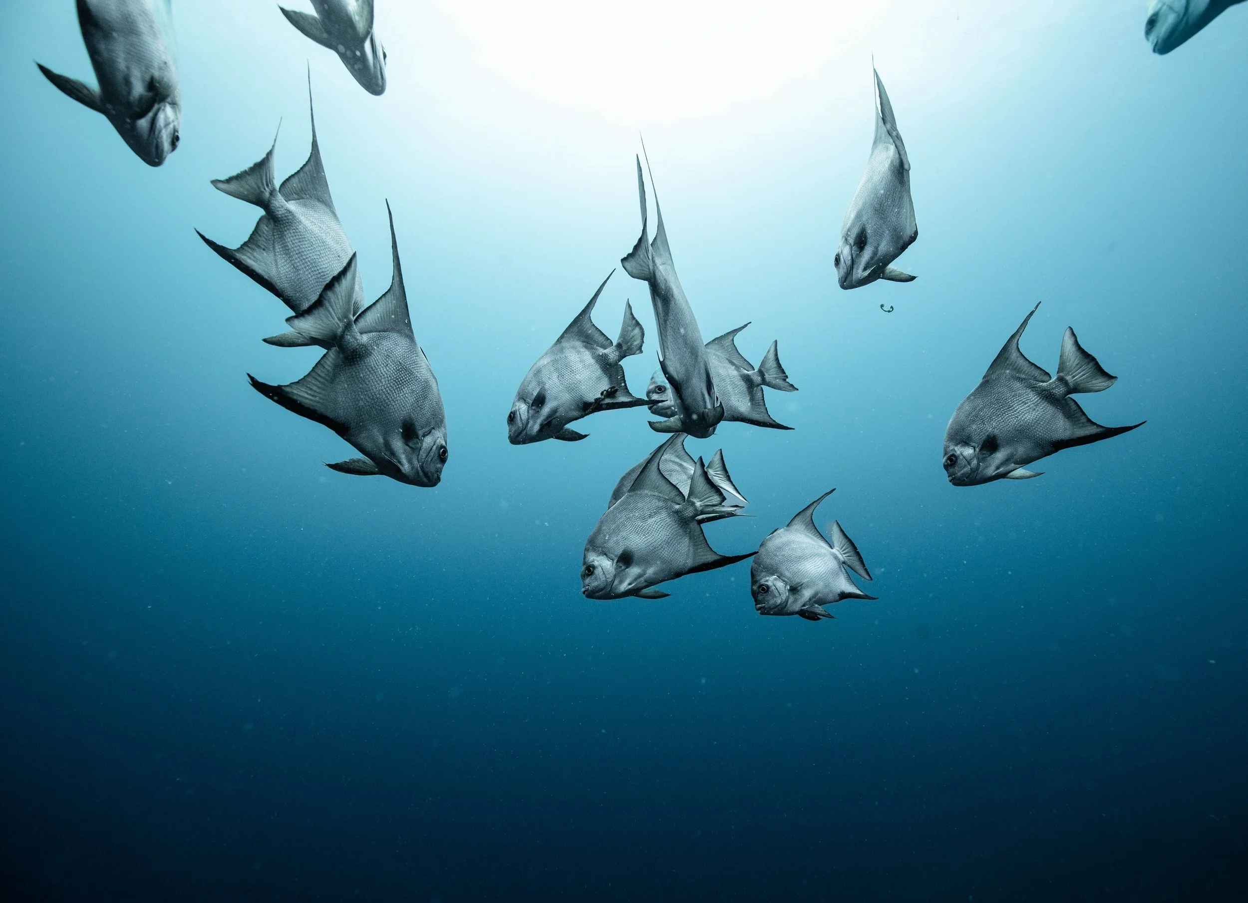 School of fish swimming underwater