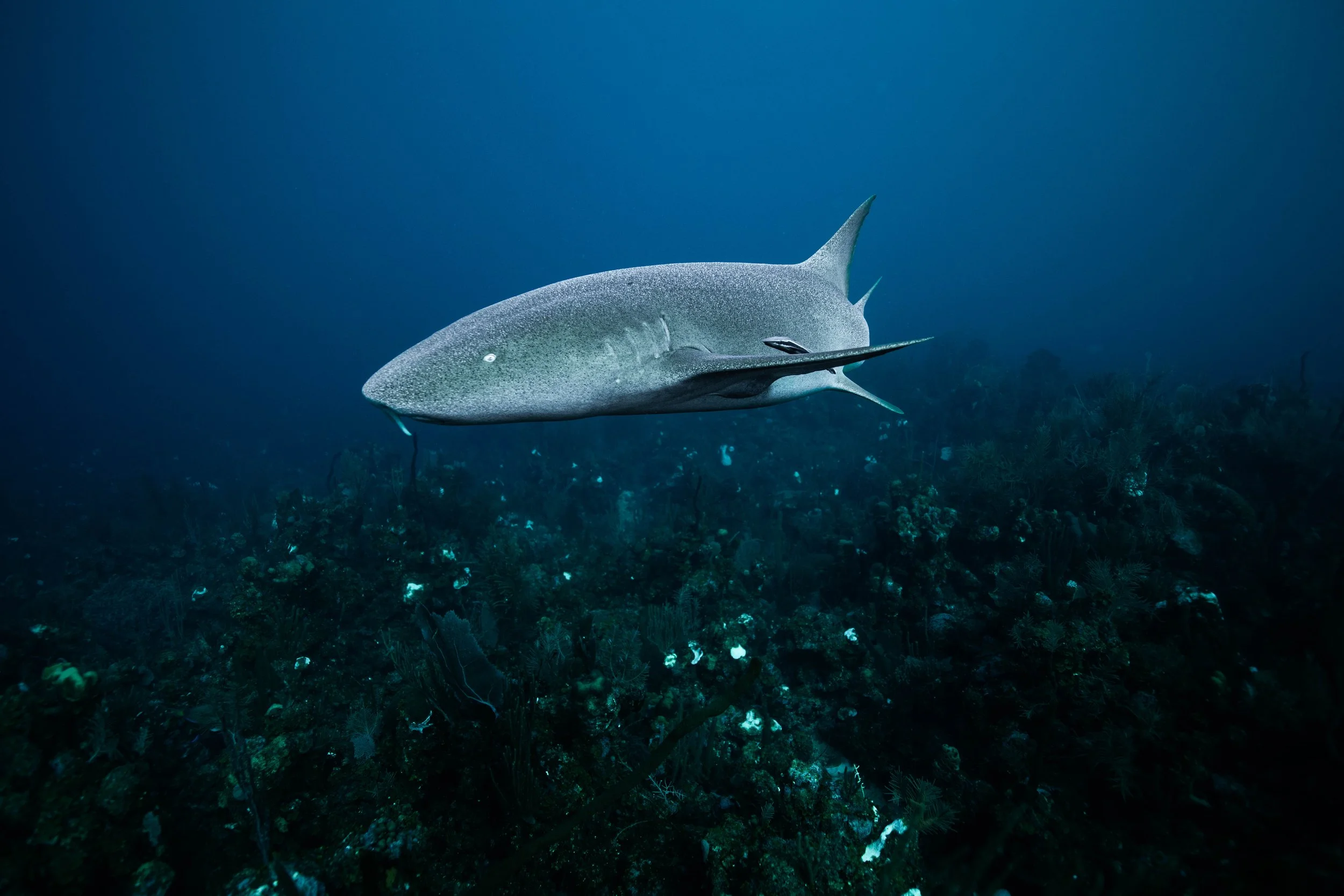 A shark swimming underwater above a rocky ocean floor.