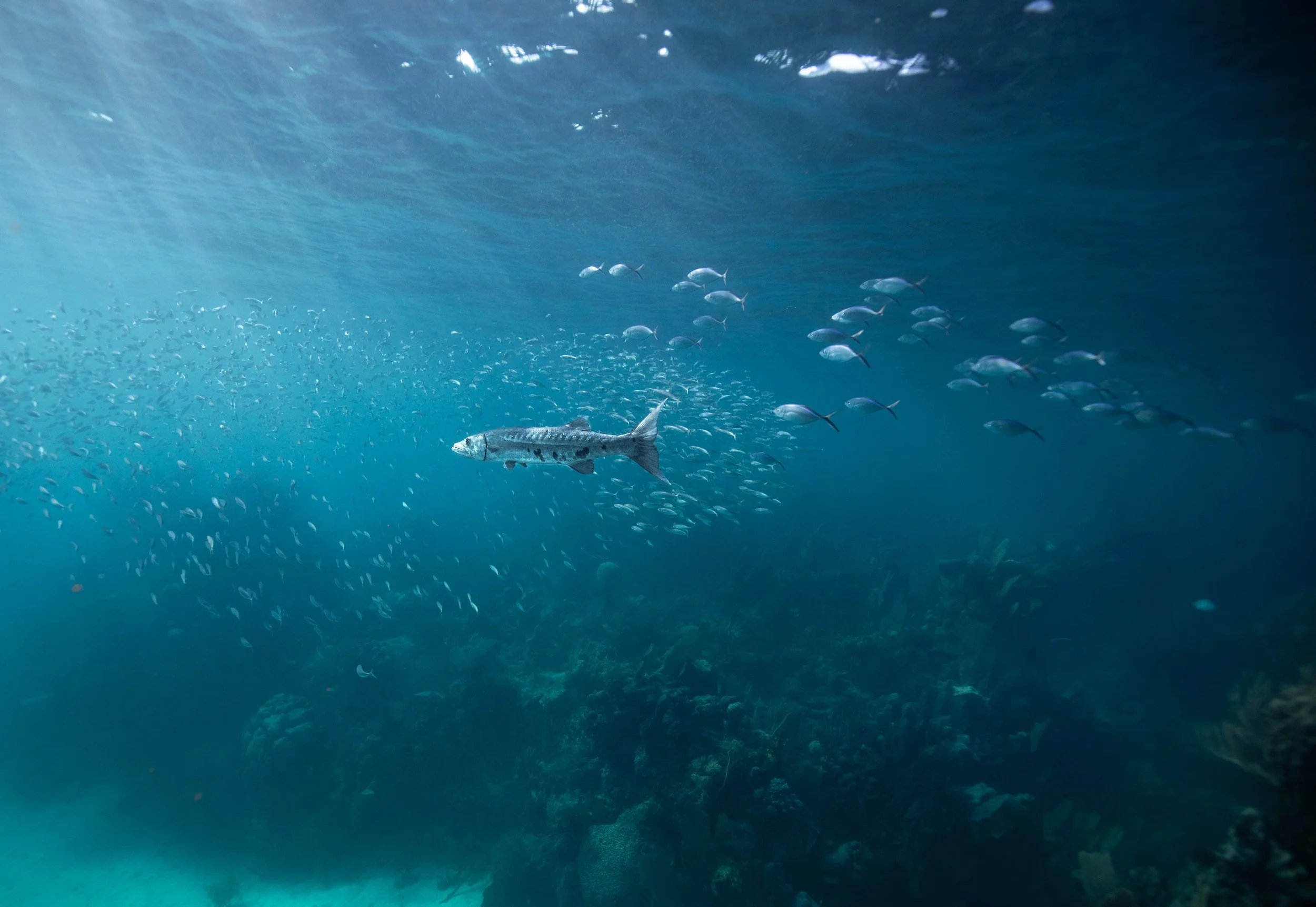 Underwater scene with a large fish in the center, surrounded by many smaller fish, near a coral reef.