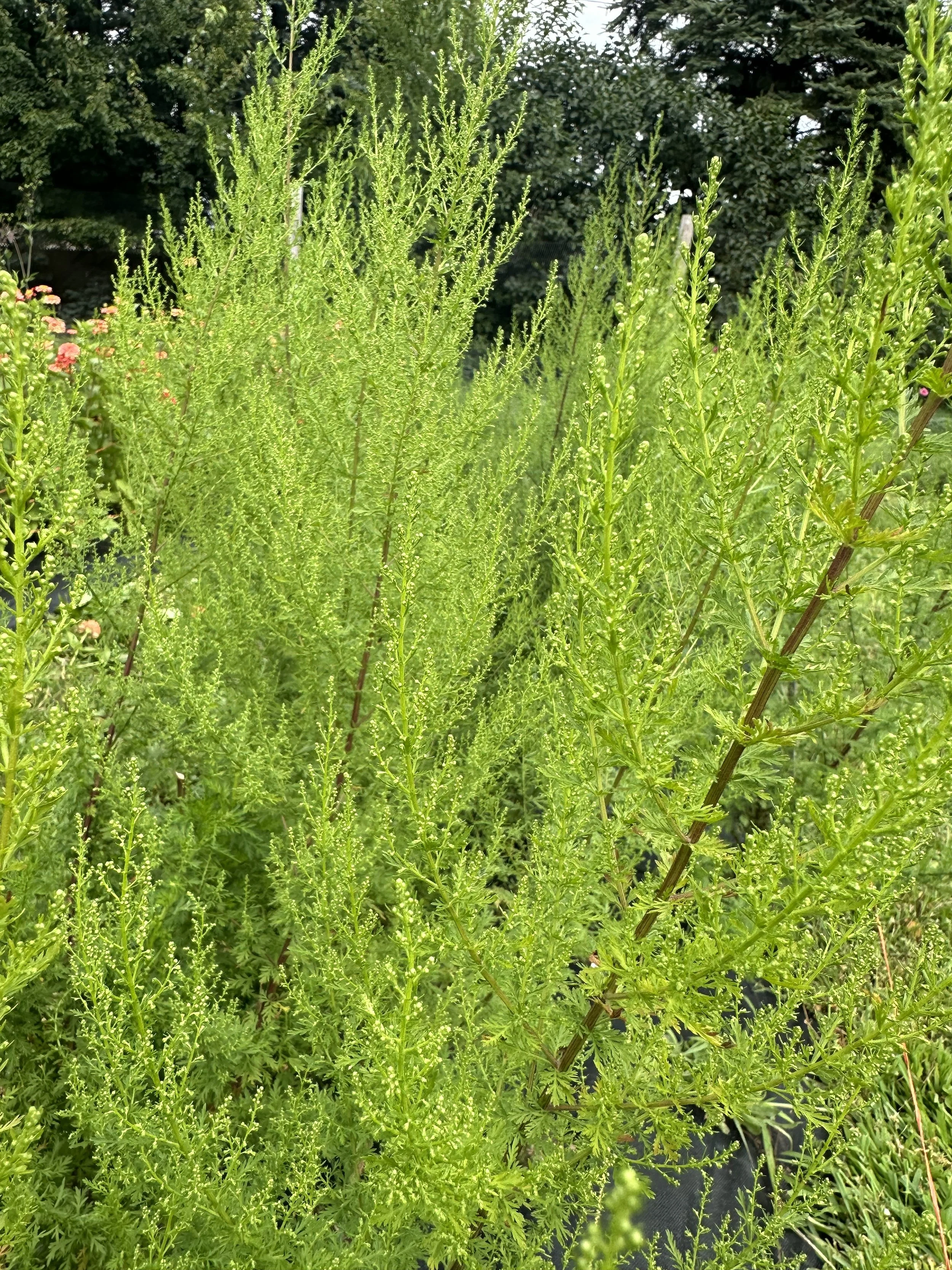 IMG_9062.jpeg