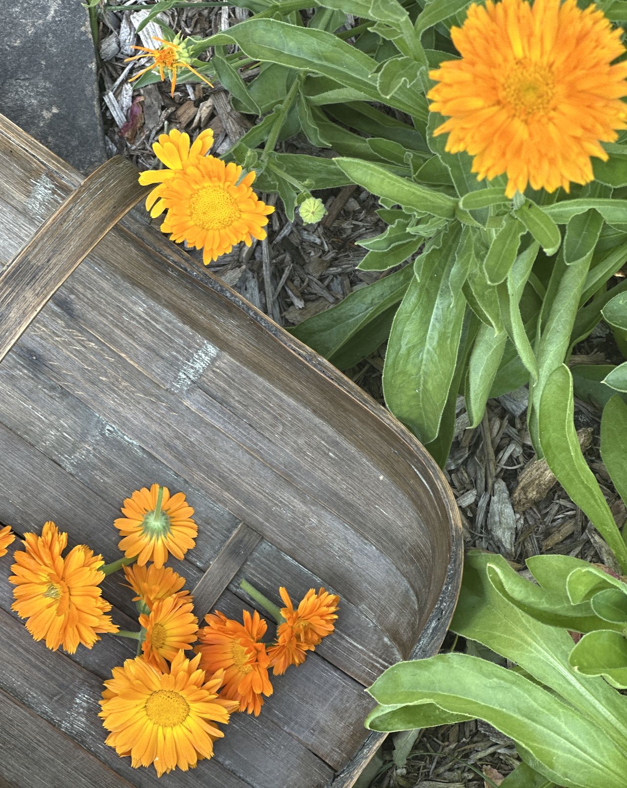 Screenshot 2026-03-11 at 9.57.02 AM.png