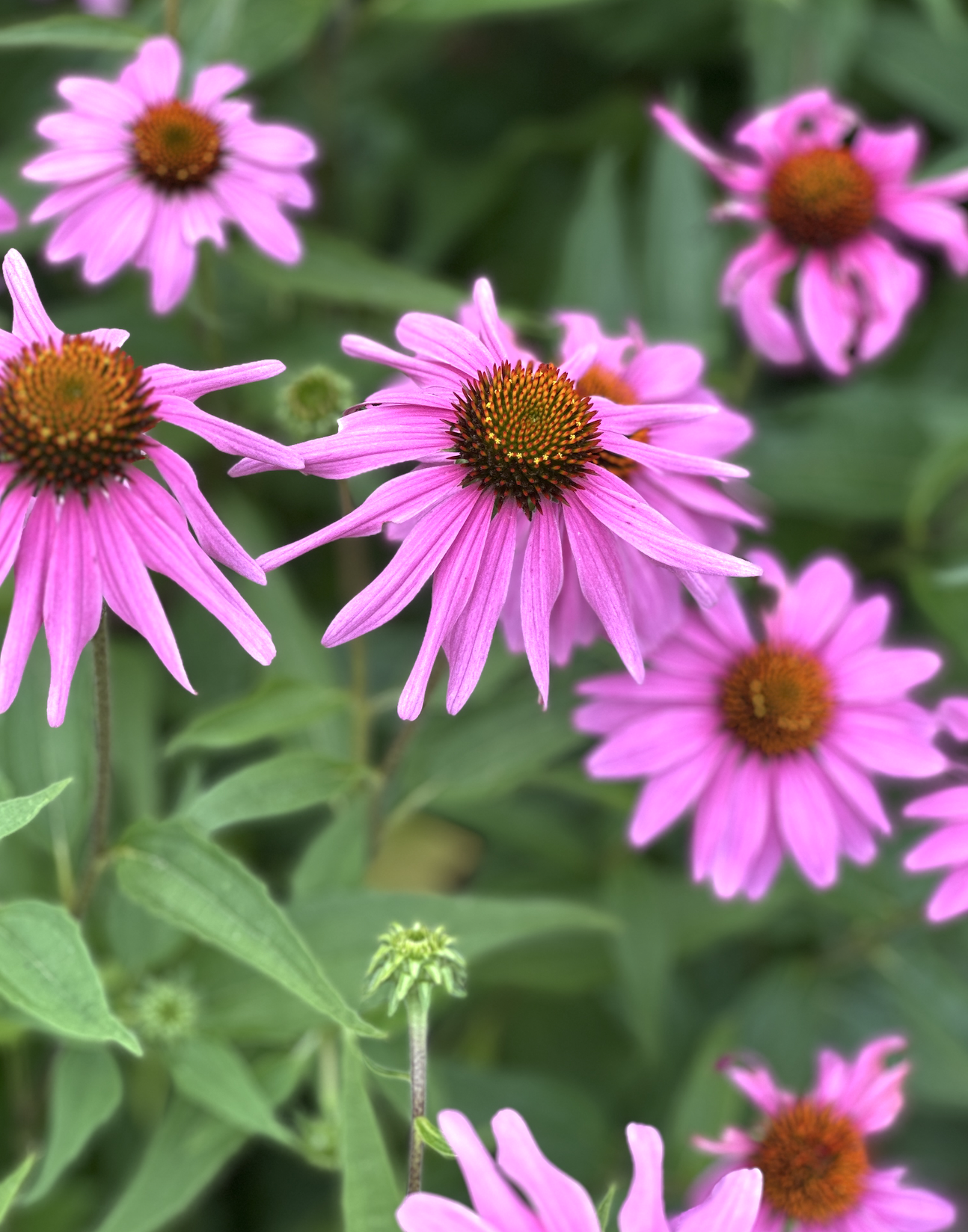 Screenshot 2026-03-11 at 9.54.29 AM.png