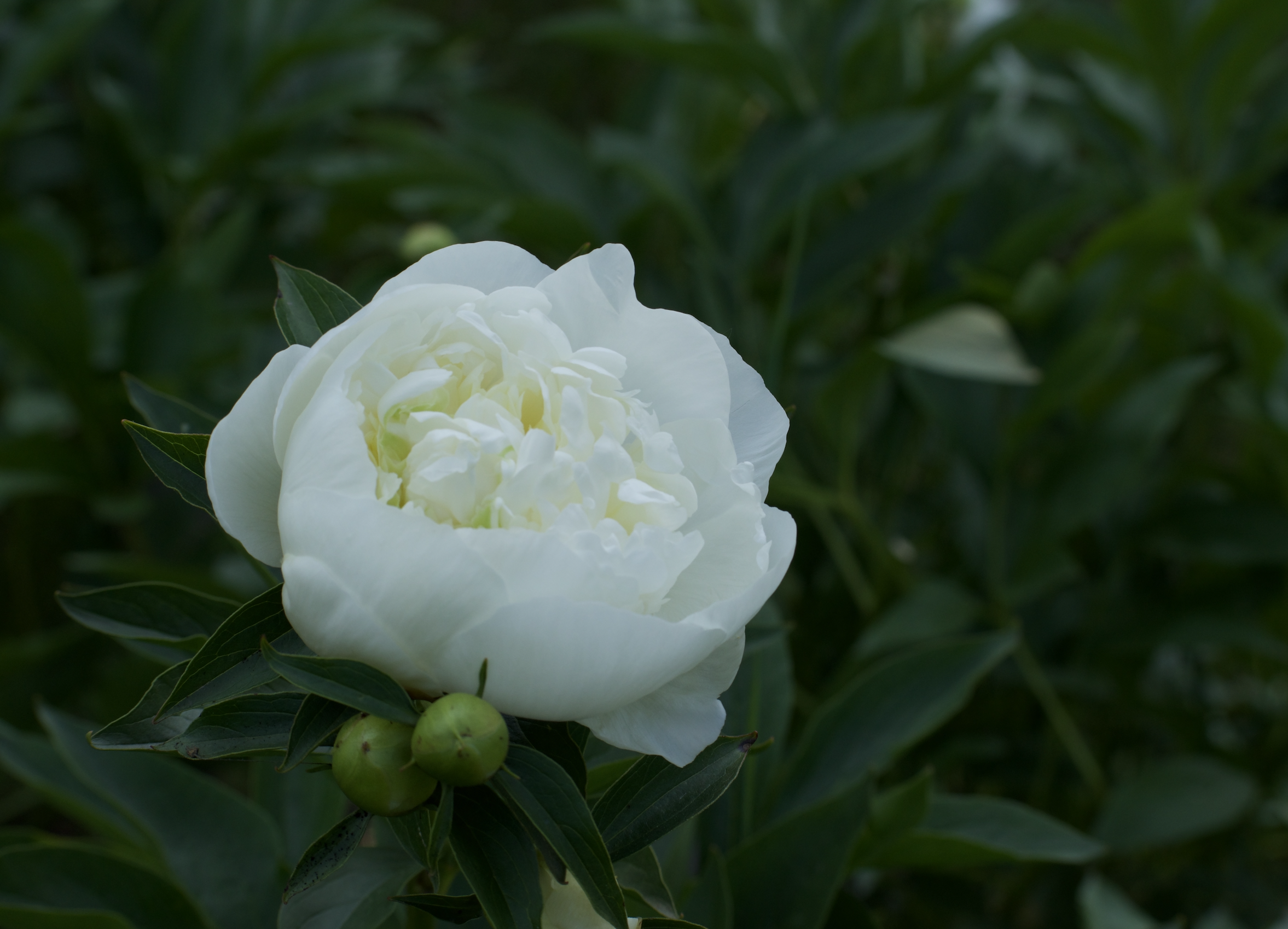 How to Grow a Moon Garden