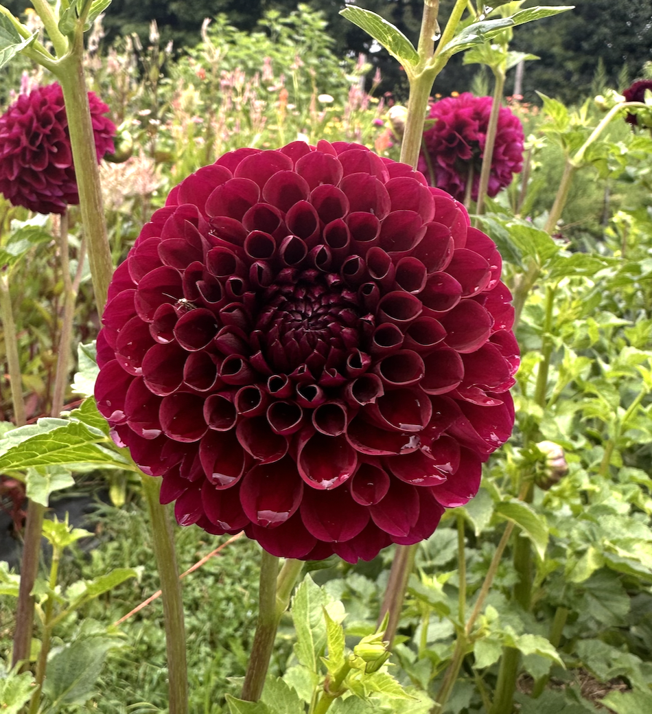 Screenshot 2026-03-22 at 9.14.47 AM.png