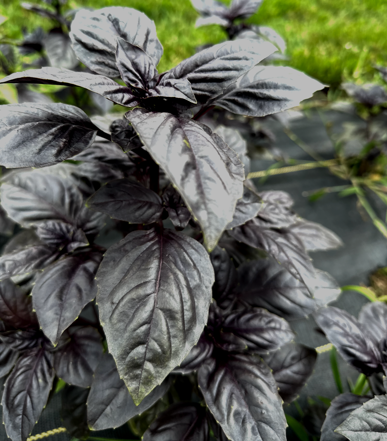 Gardening with the Elements: Earth