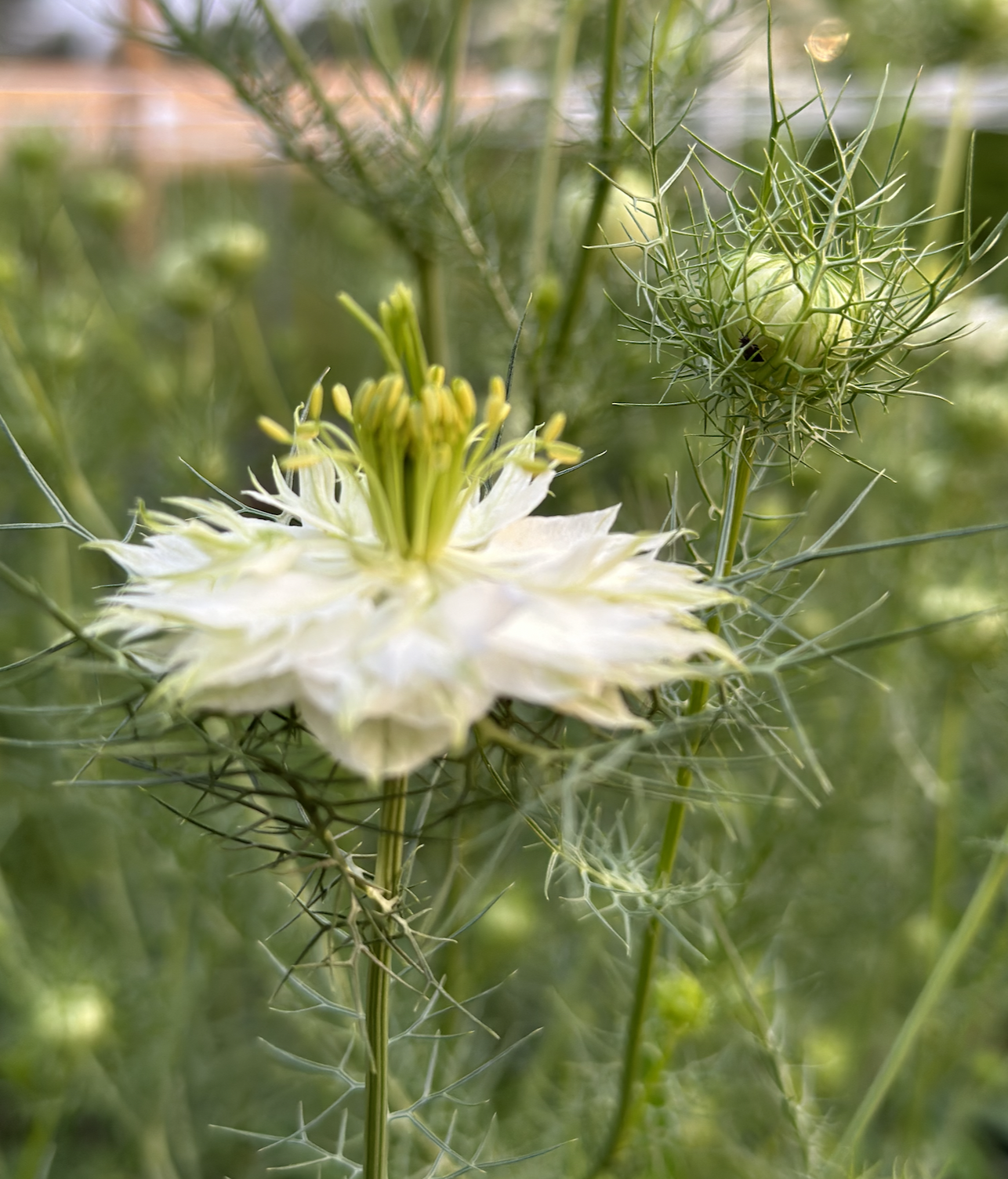 Gardening with the Elements: Air