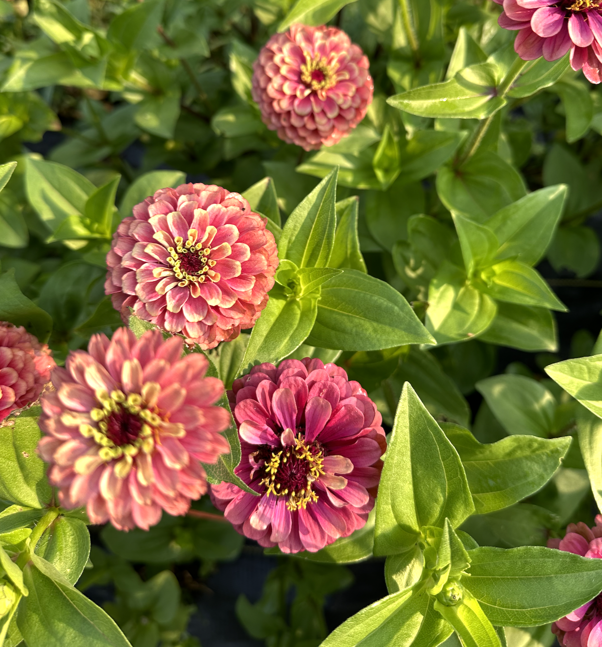 Screenshot 2026-03-22 at 1.09.26 PM.png