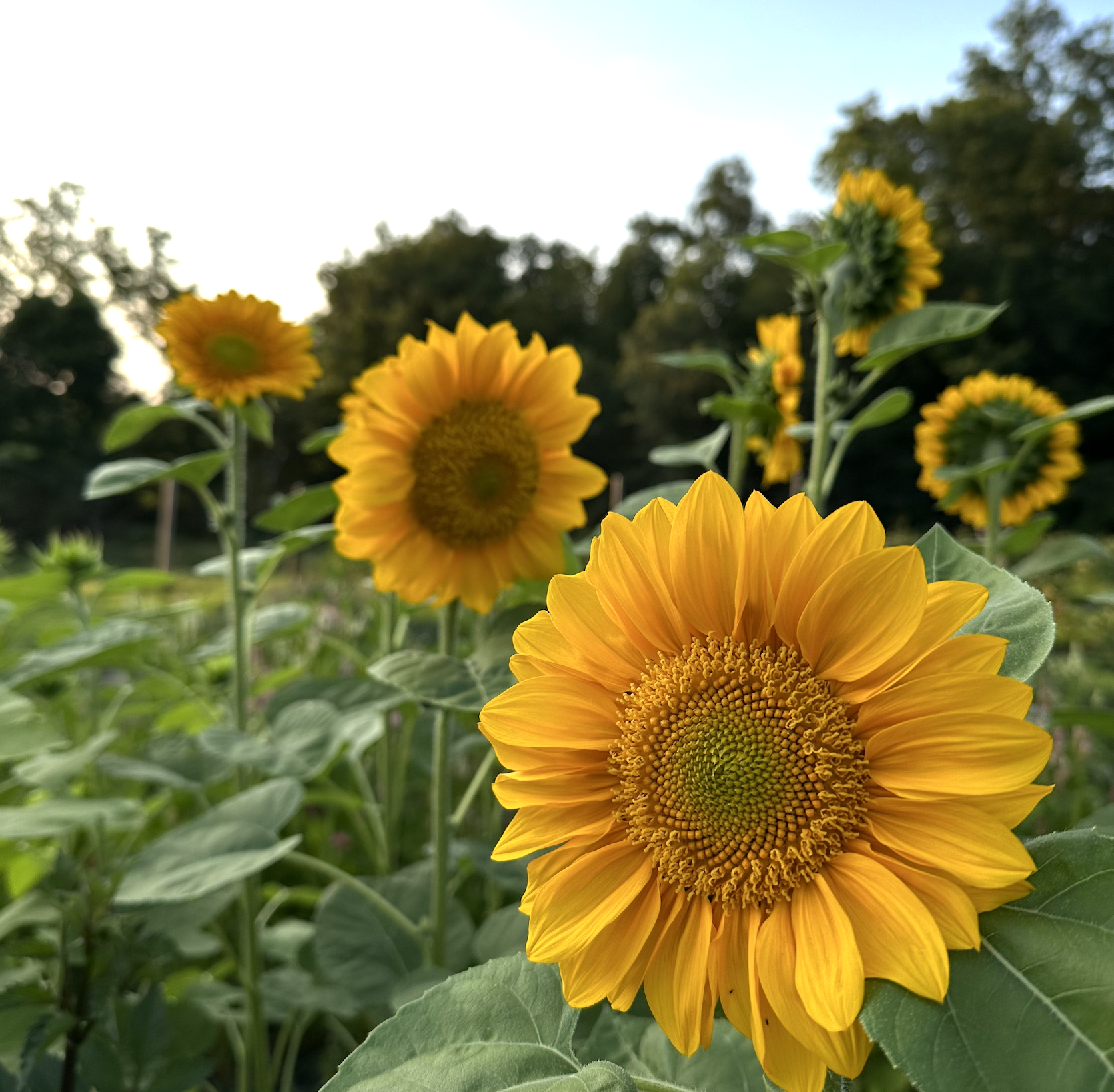 Screenshot 2026-03-22 at 1.10.28 PM.png