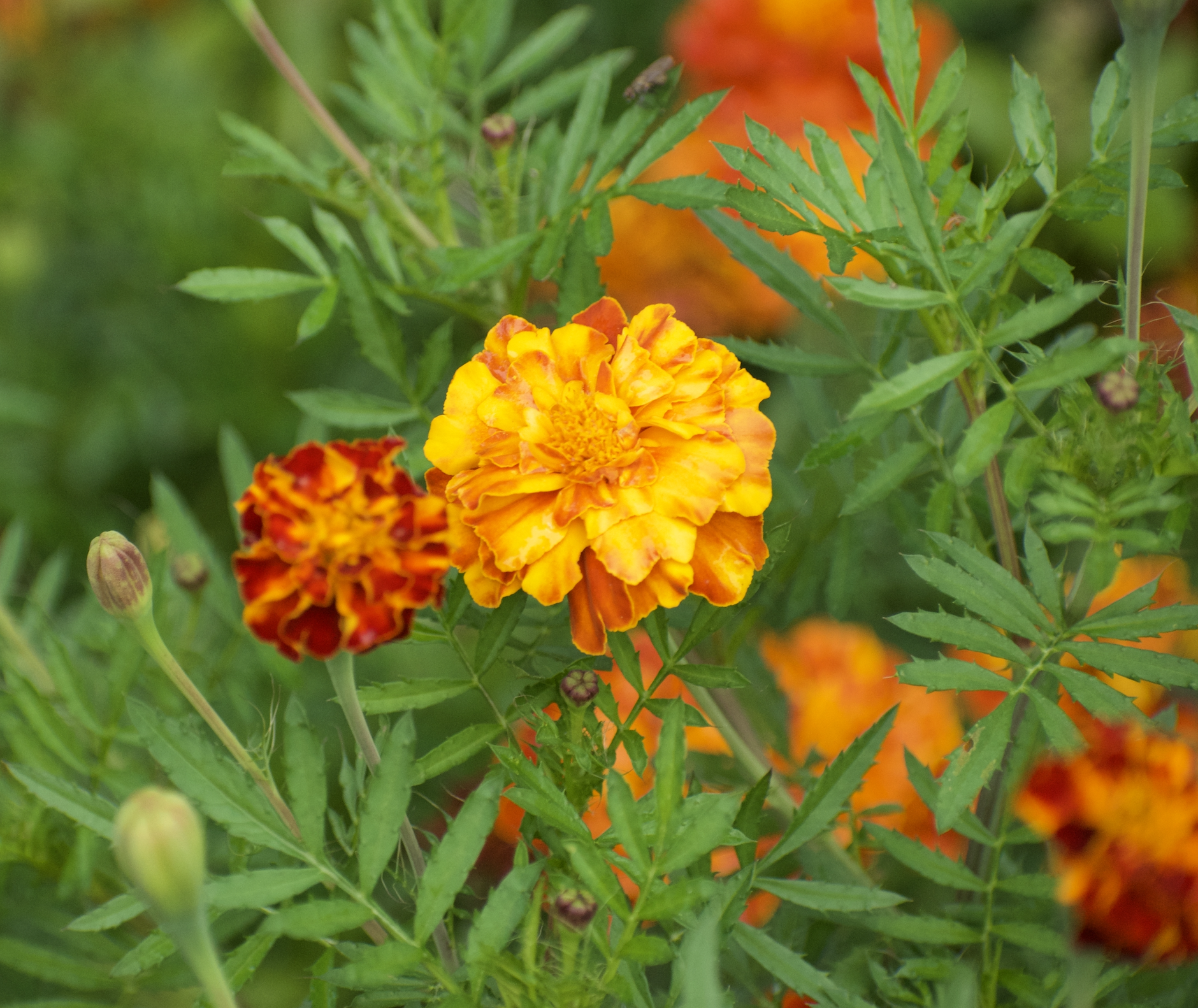 Screenshot 2026-03-22 at 1.13.14 PM.png