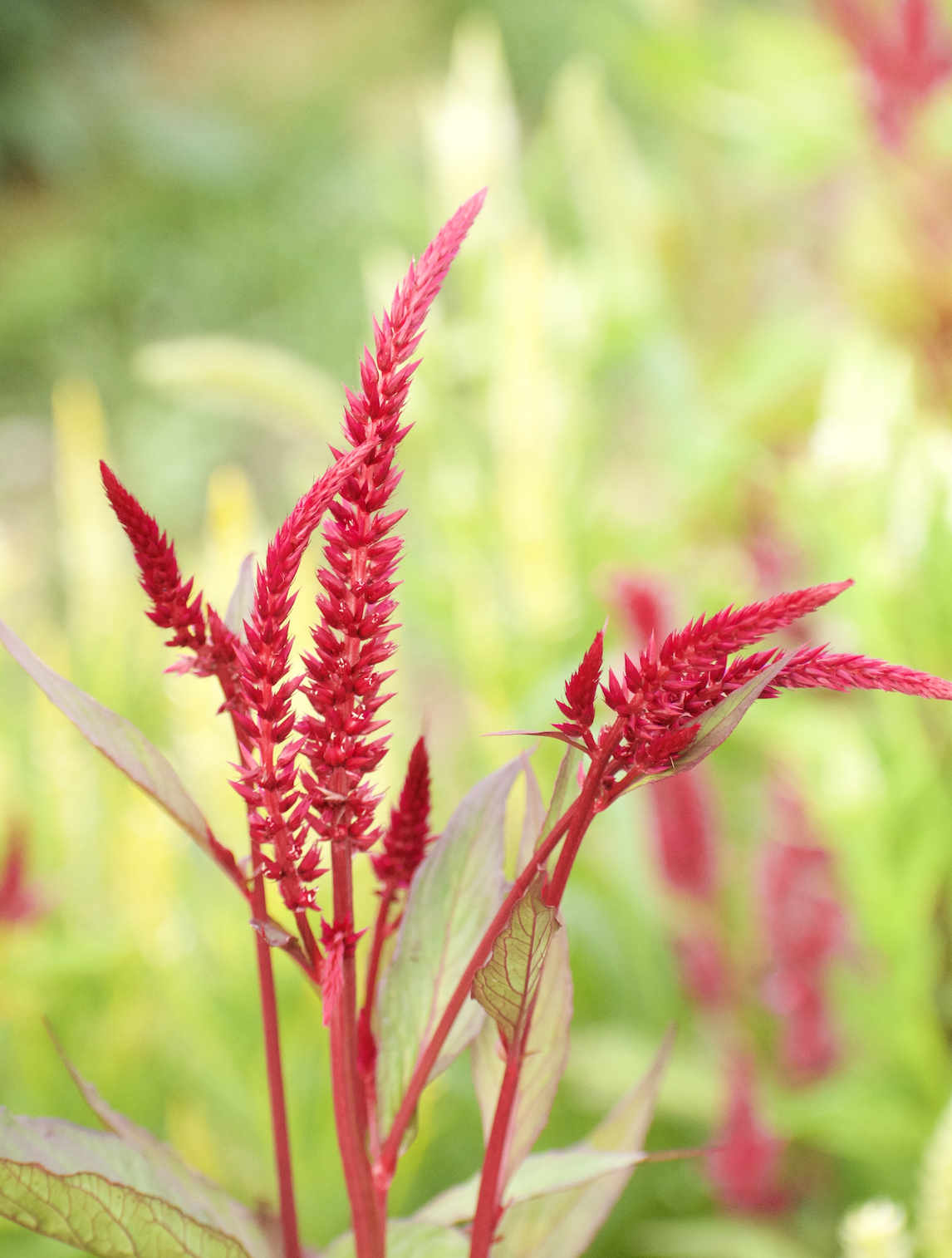 Screenshot 2026-03-22 at 1.05.16 PM.png