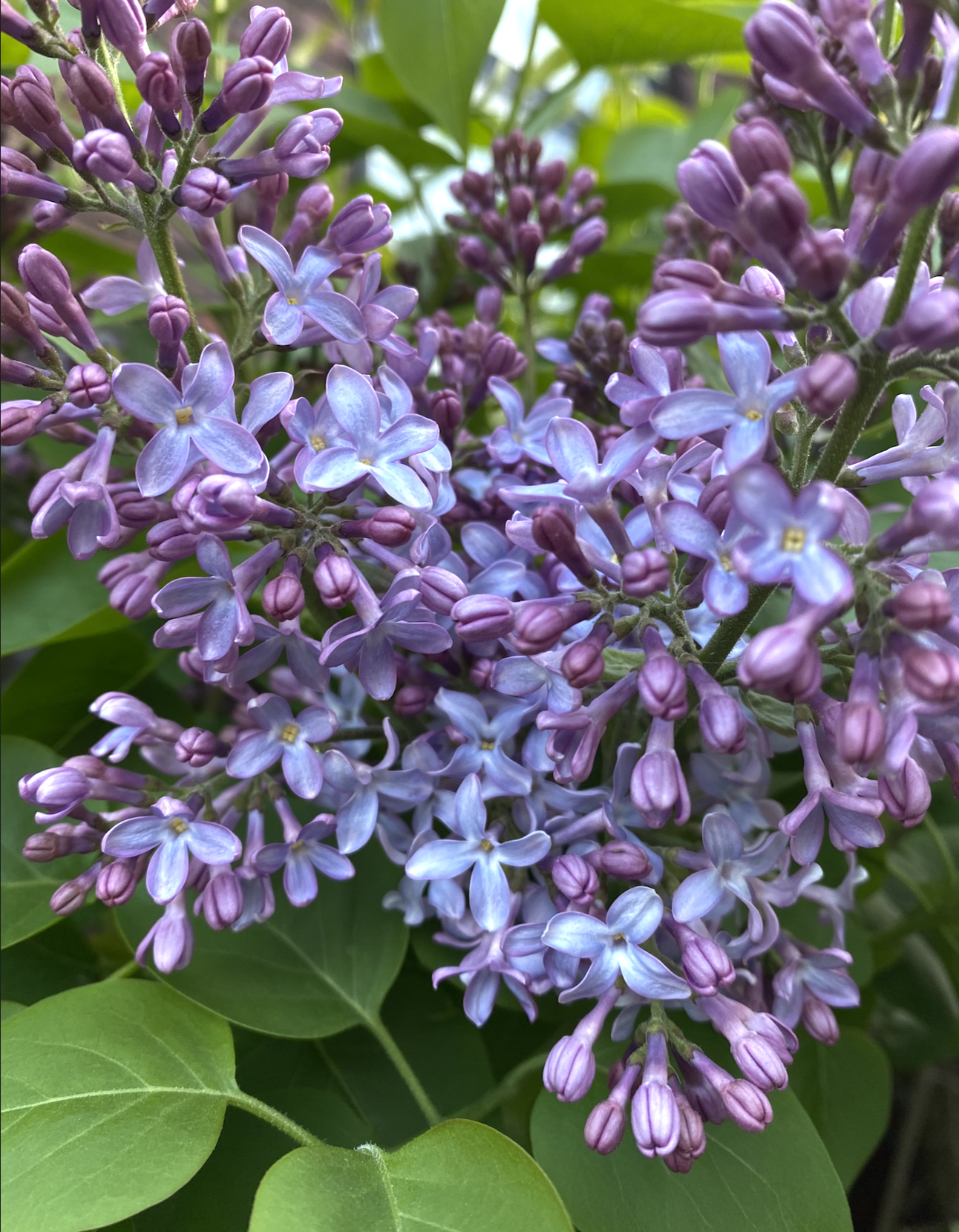 Screenshot 2026-03-22 at 8.51.27 PM.png