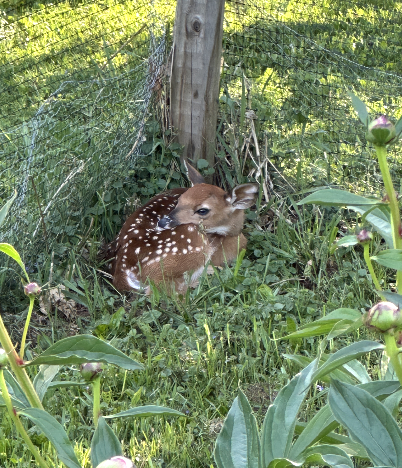 Practical Magic in the Garden: Wildlife
