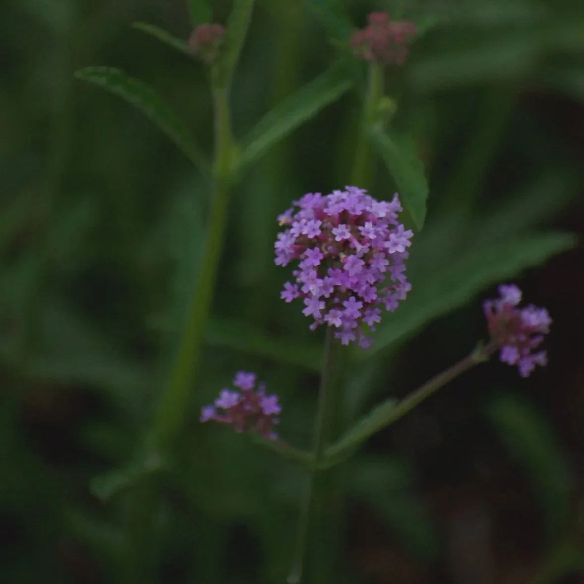 Practical Magic in the Garden: Protection