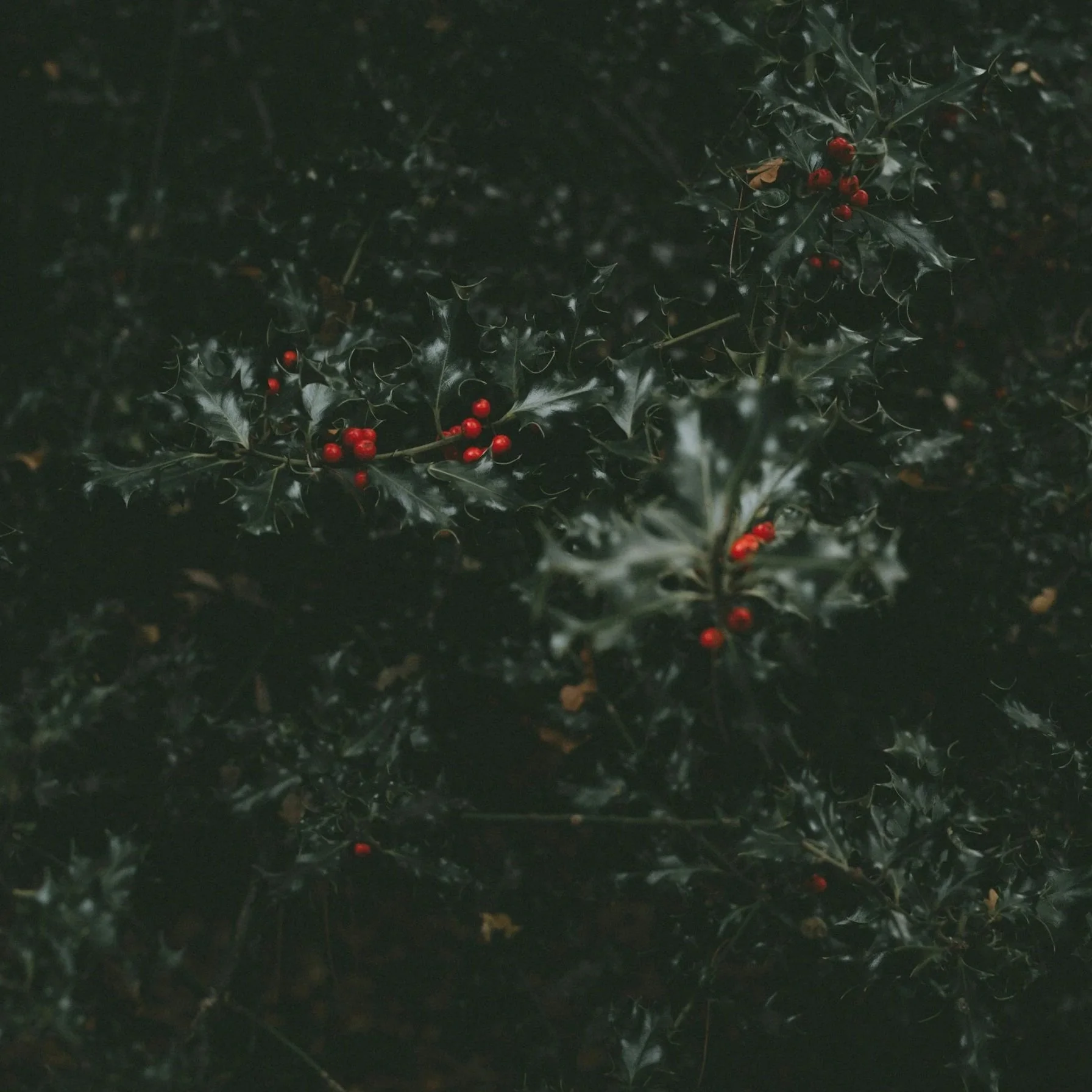 Rediscovering Yuletide