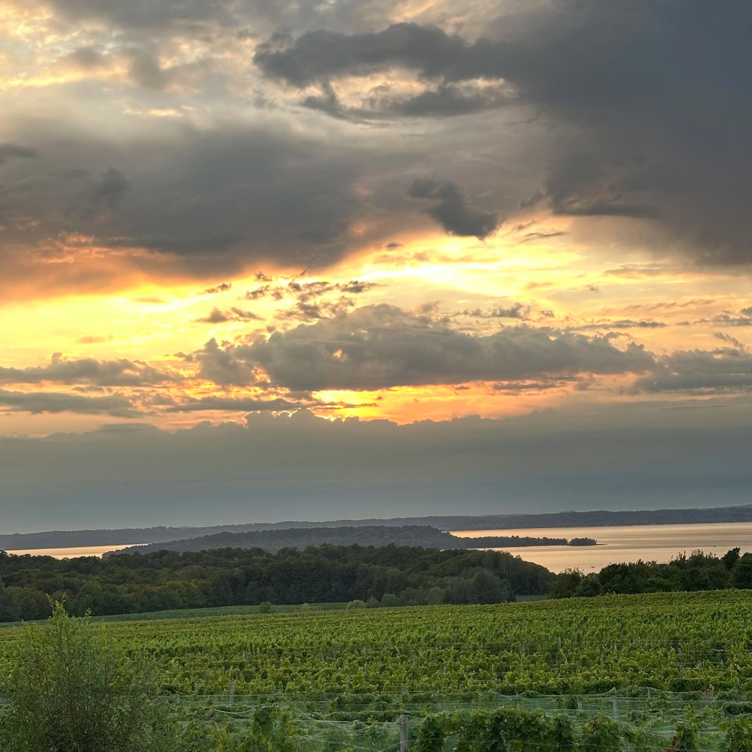vineyards and cloudy sky over water