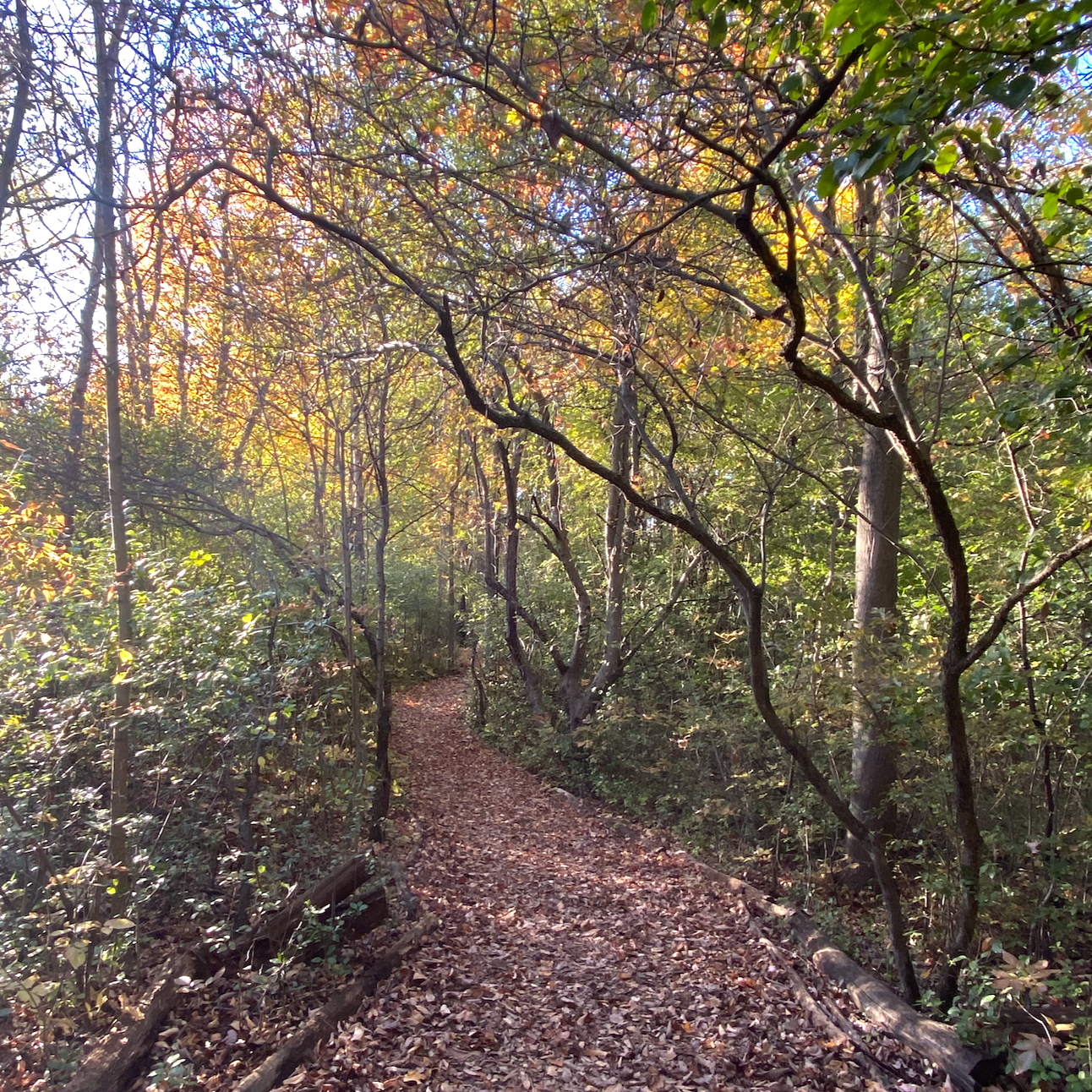 What are the Sabbats?