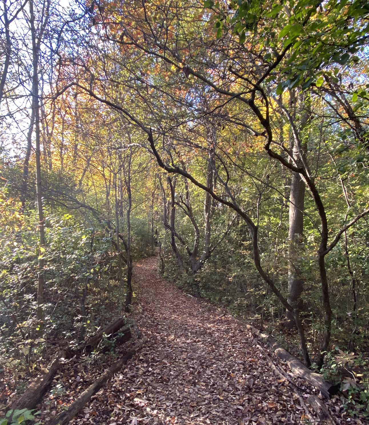 a fall hiking path in the woods