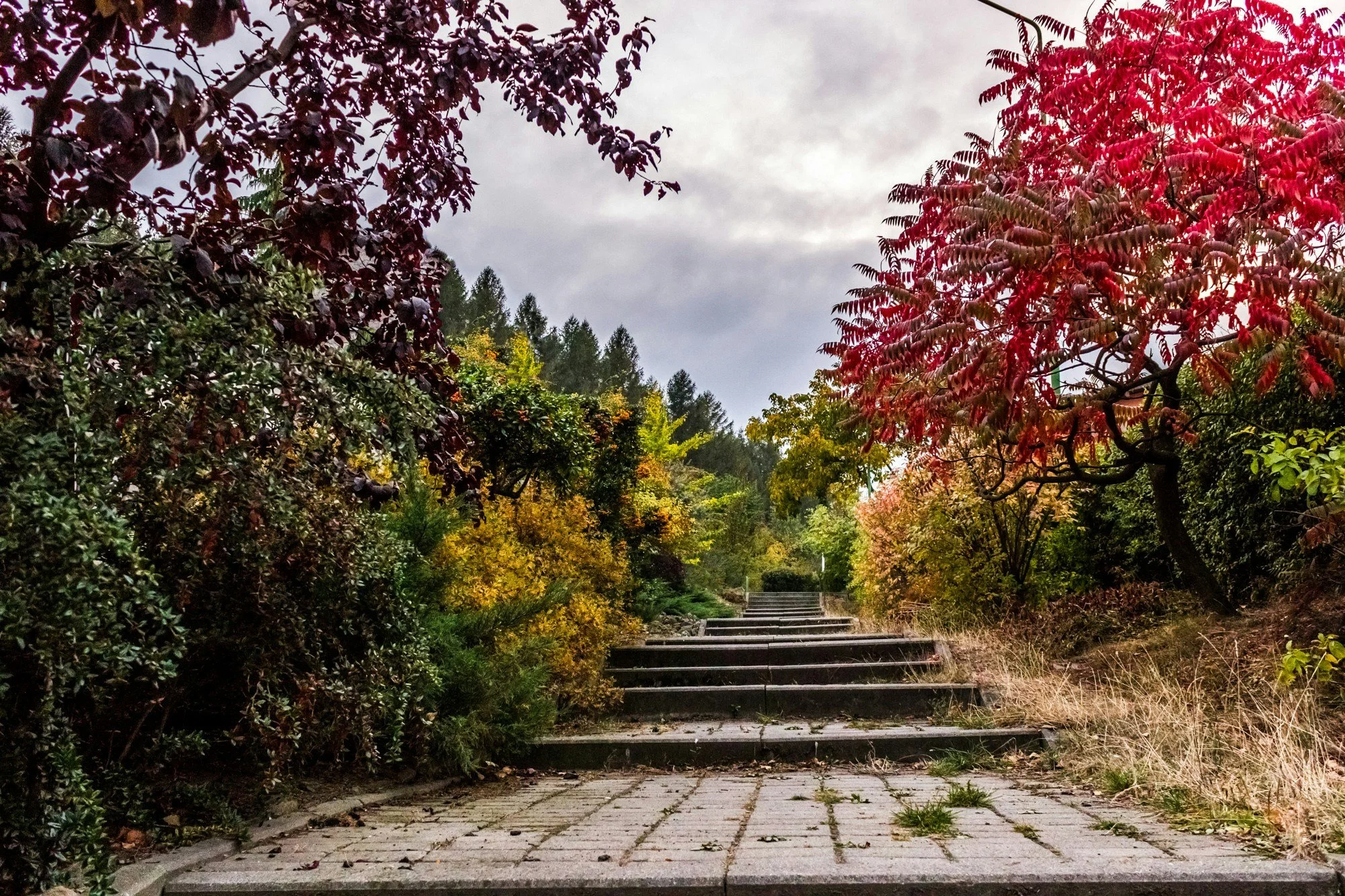 Fall Yard Cleanup in New England: A Crucial Step Toward a Healthy Landscape