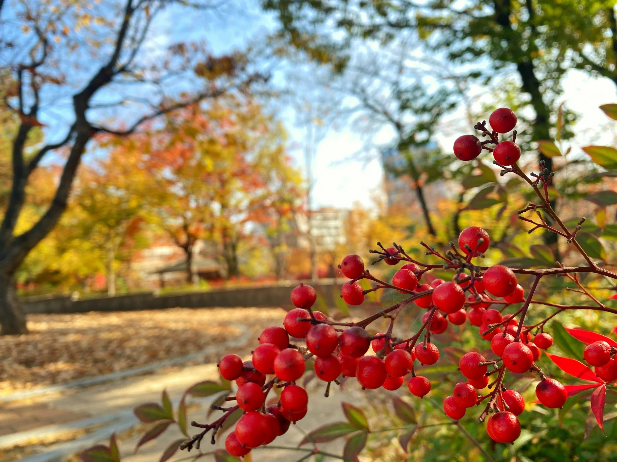 September Landscaping in Coastal New England: Your Essential Guide to Fall Preparation