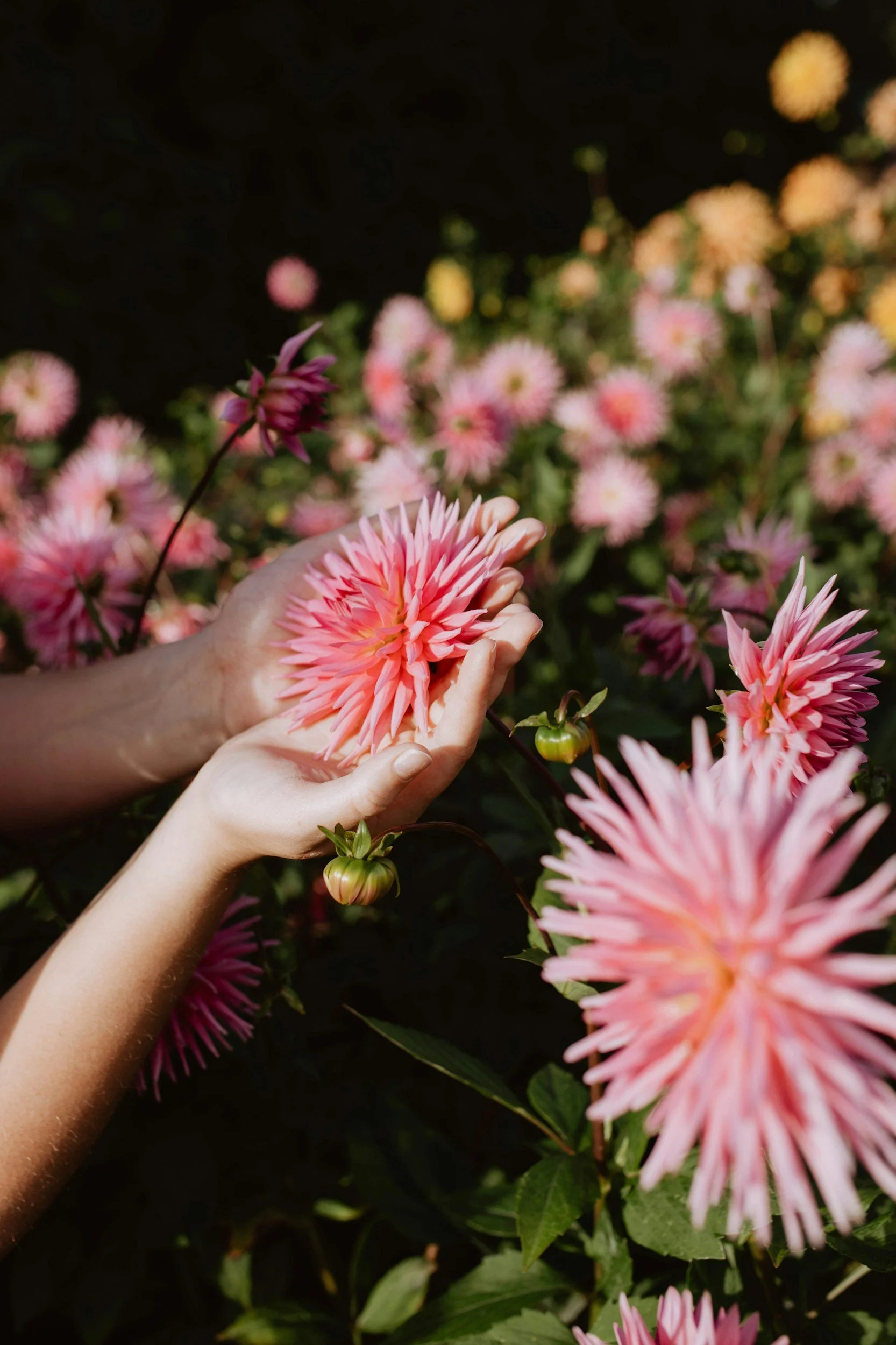 August Garden Planting in New England: Why Now Is the Perfect Time to Refresh Your Landscape