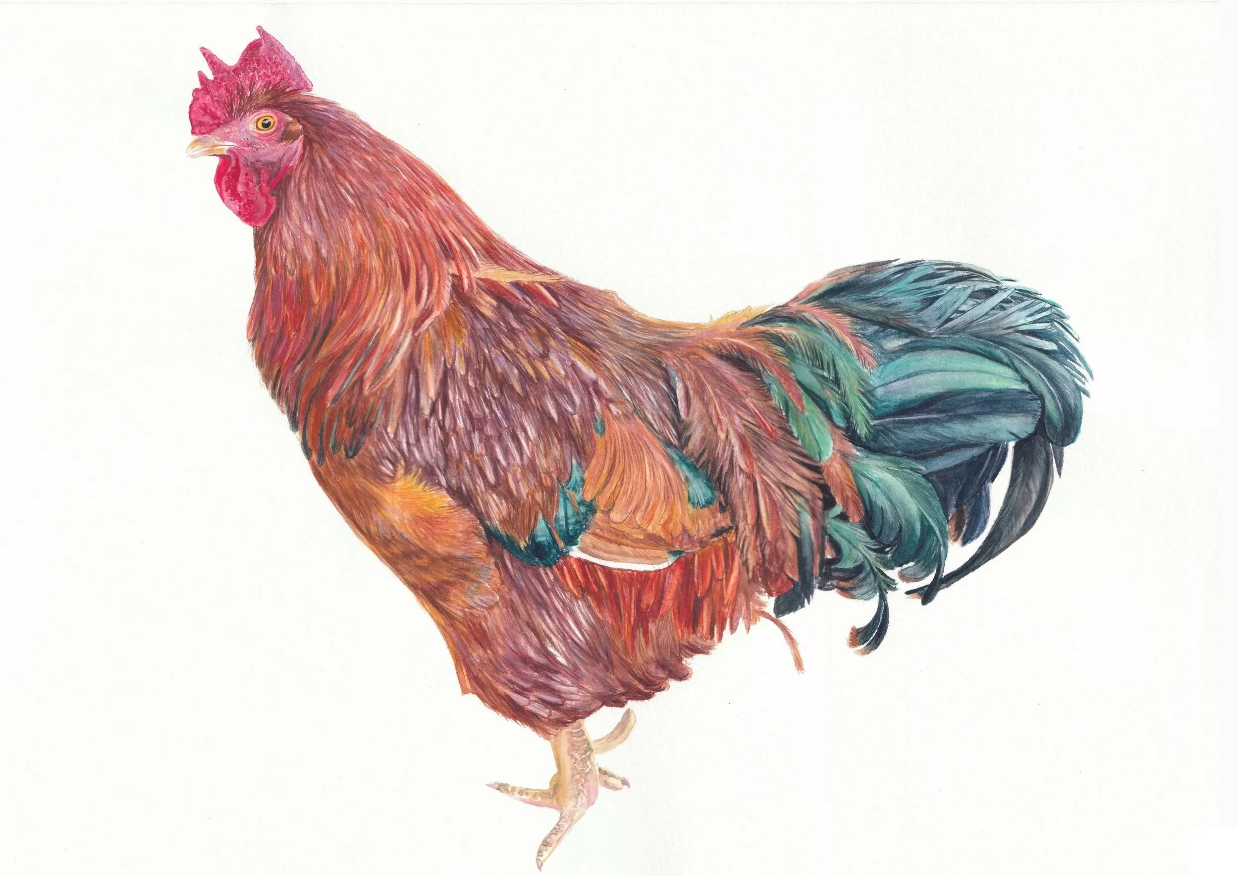 Detailed watercolour painting of a Rhode Island Red rooster vibrant and colourful 