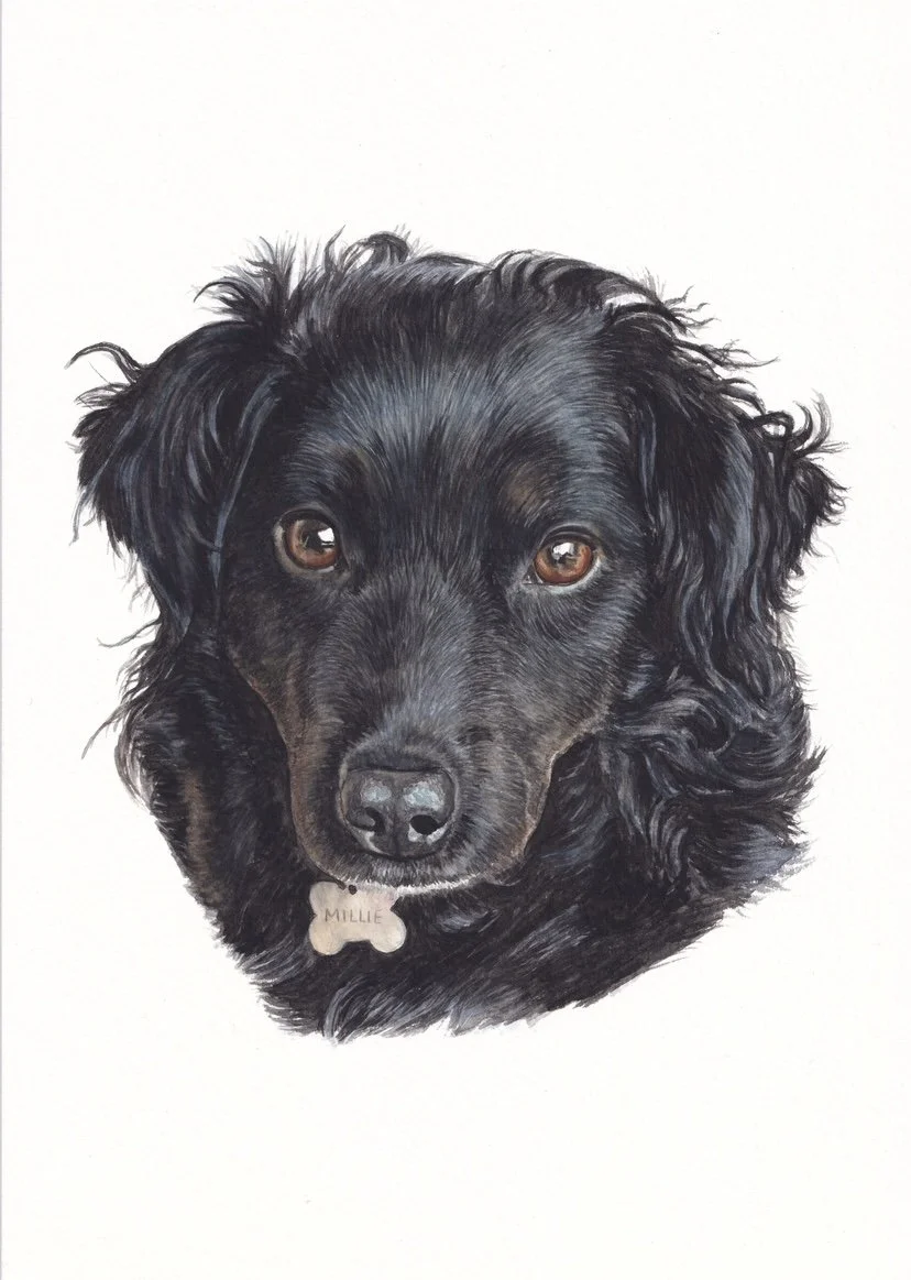 Watercolour Croatian sheepdog 