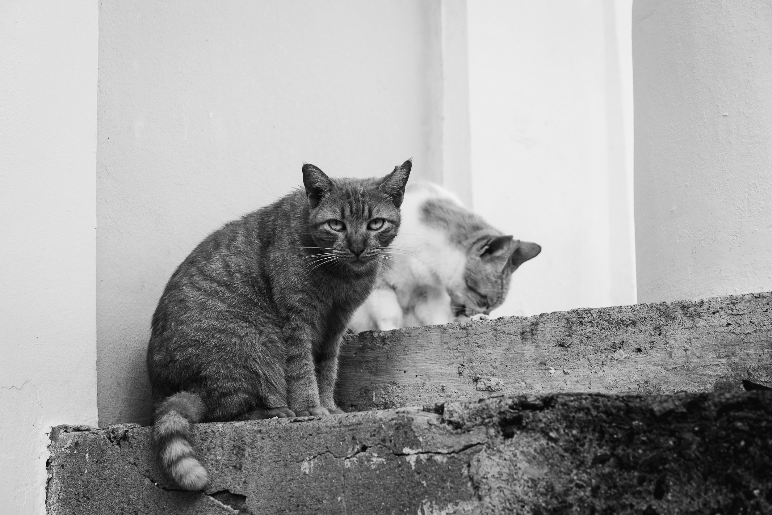 Cat_Old_San_Juan.jpg