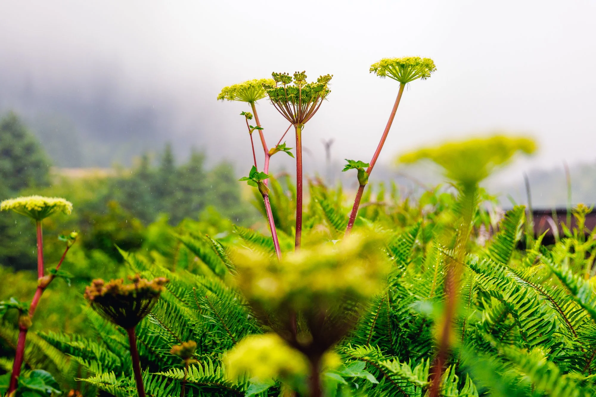 Cannon Beach - Web-18.jpg