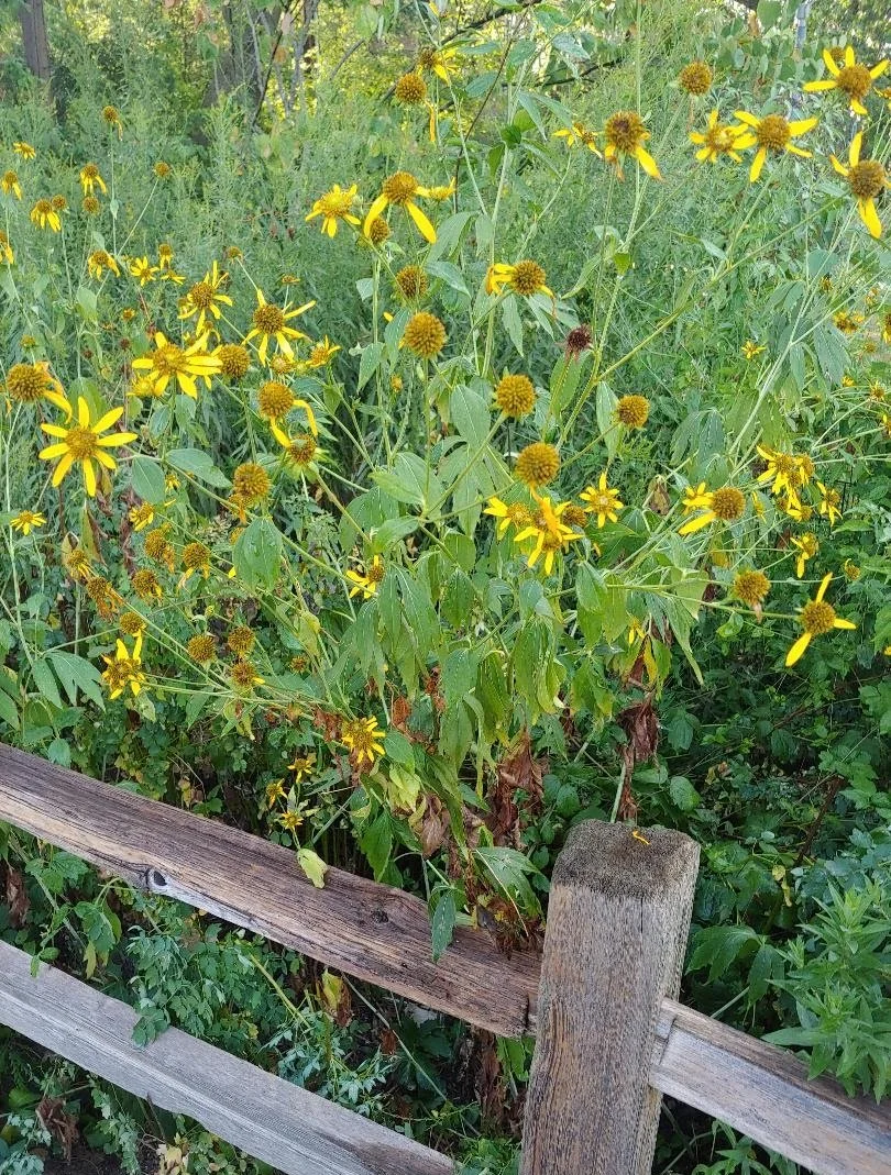 Cutleaf Coneflower - Nichols Park Wildflower Meadow