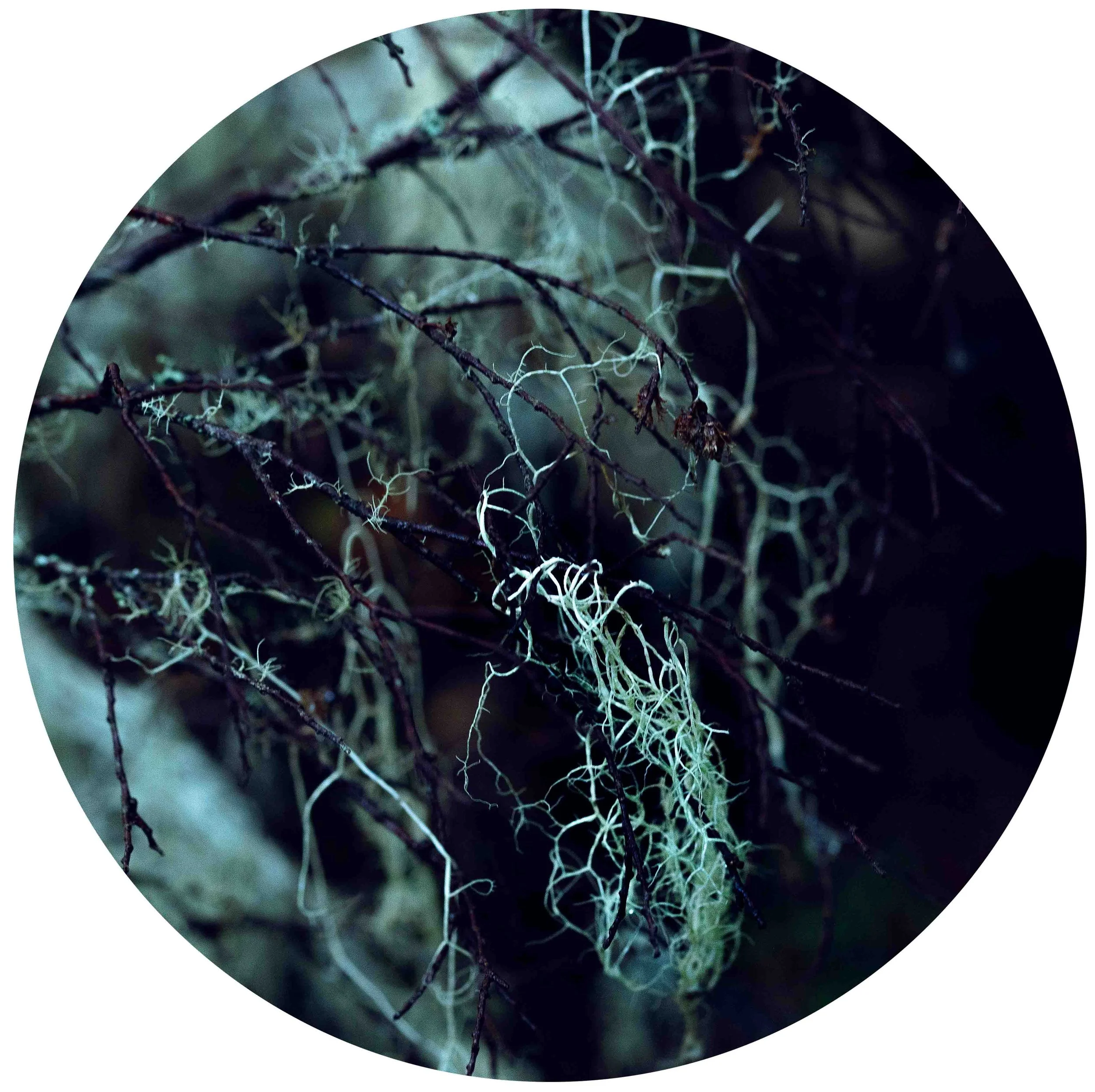 "hyphē (Greek for web"