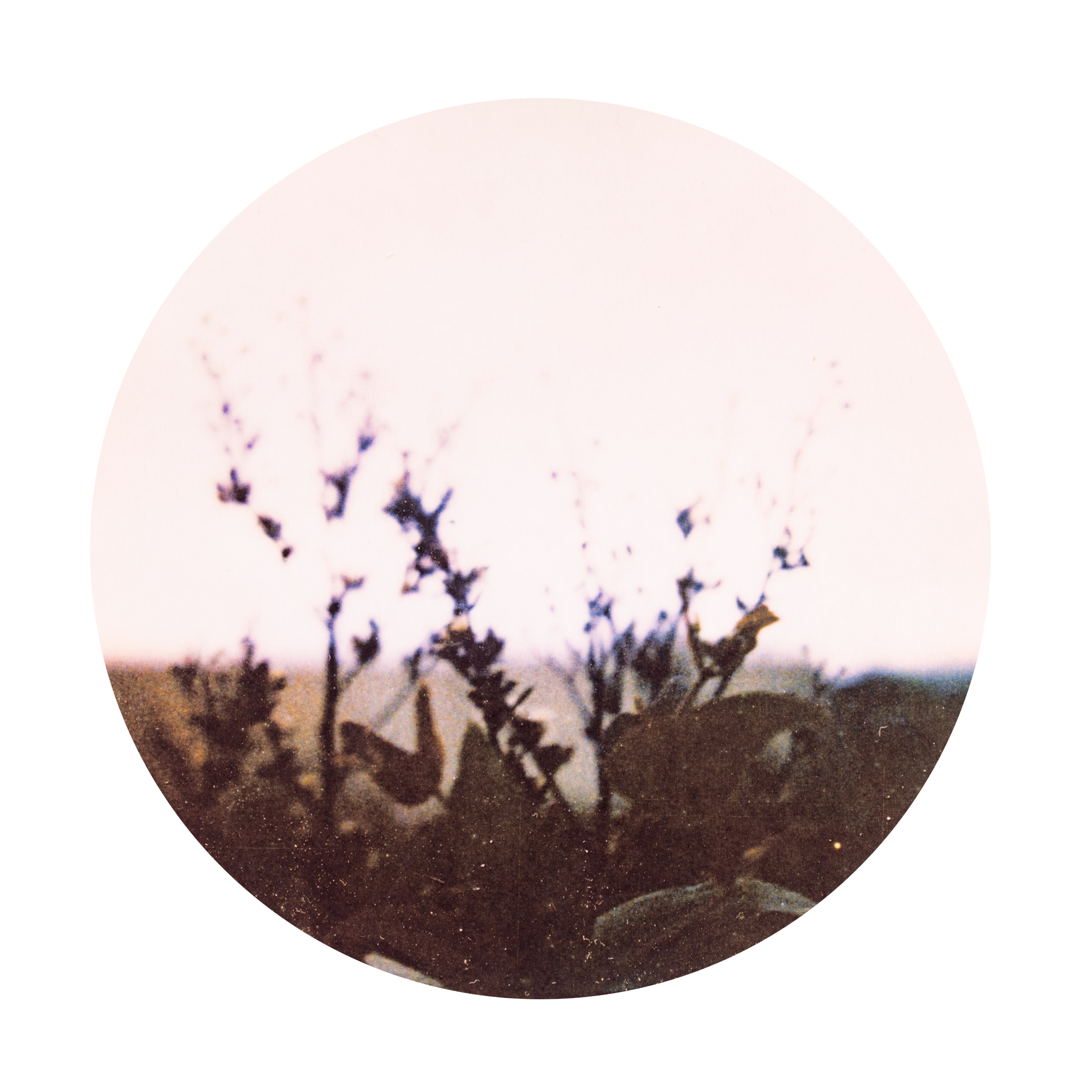 DSC_6379_web transparent.png