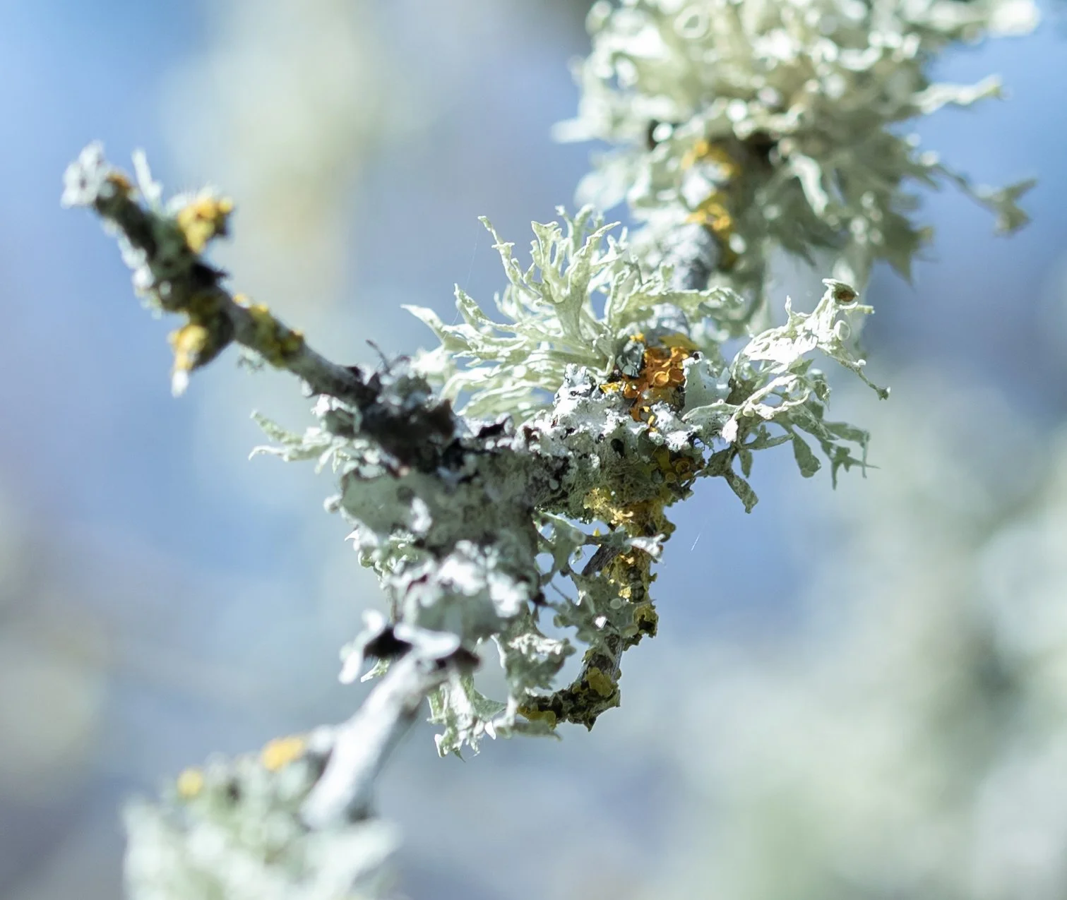 drawing ref crop-web.jpg