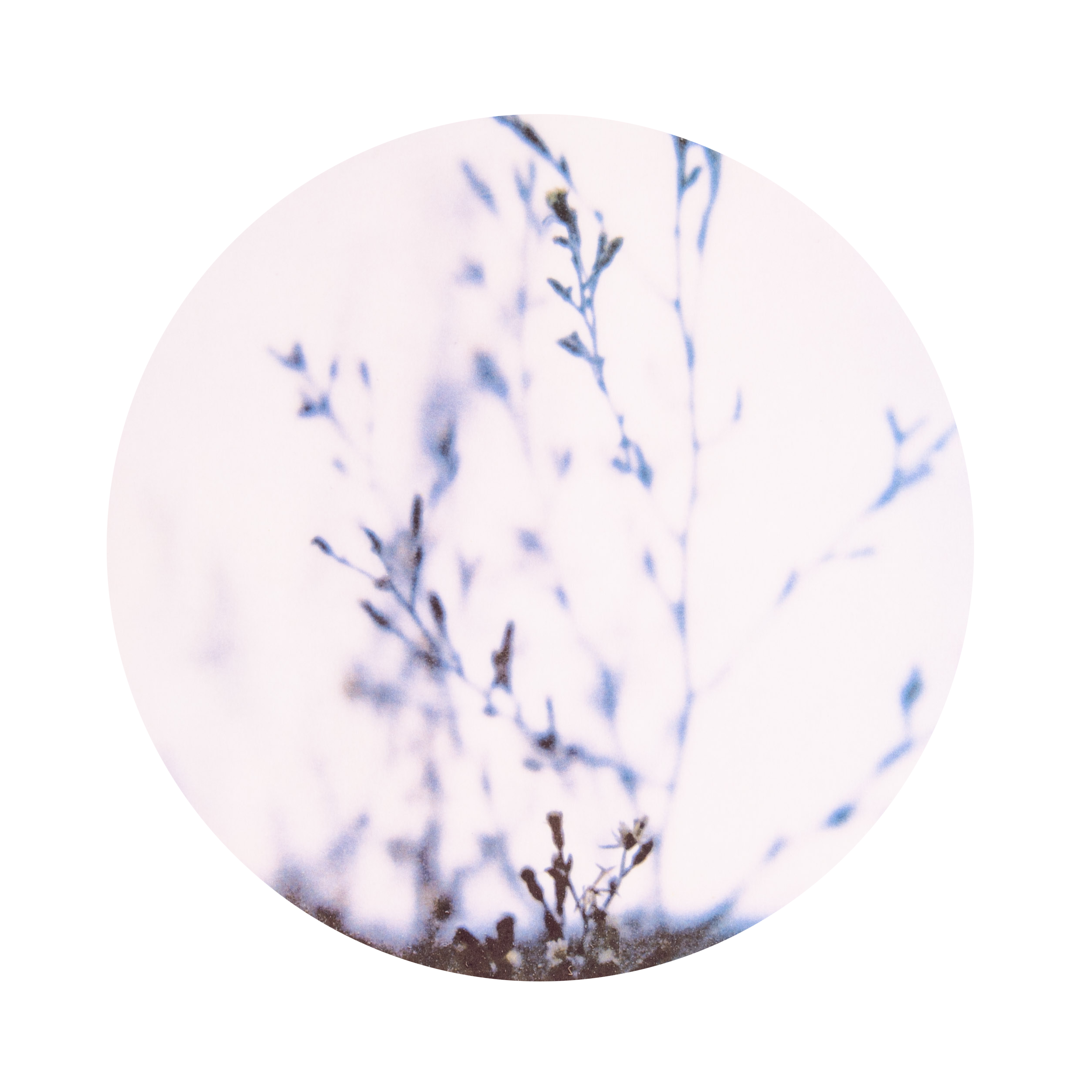 DSC_6376_web transparent.png