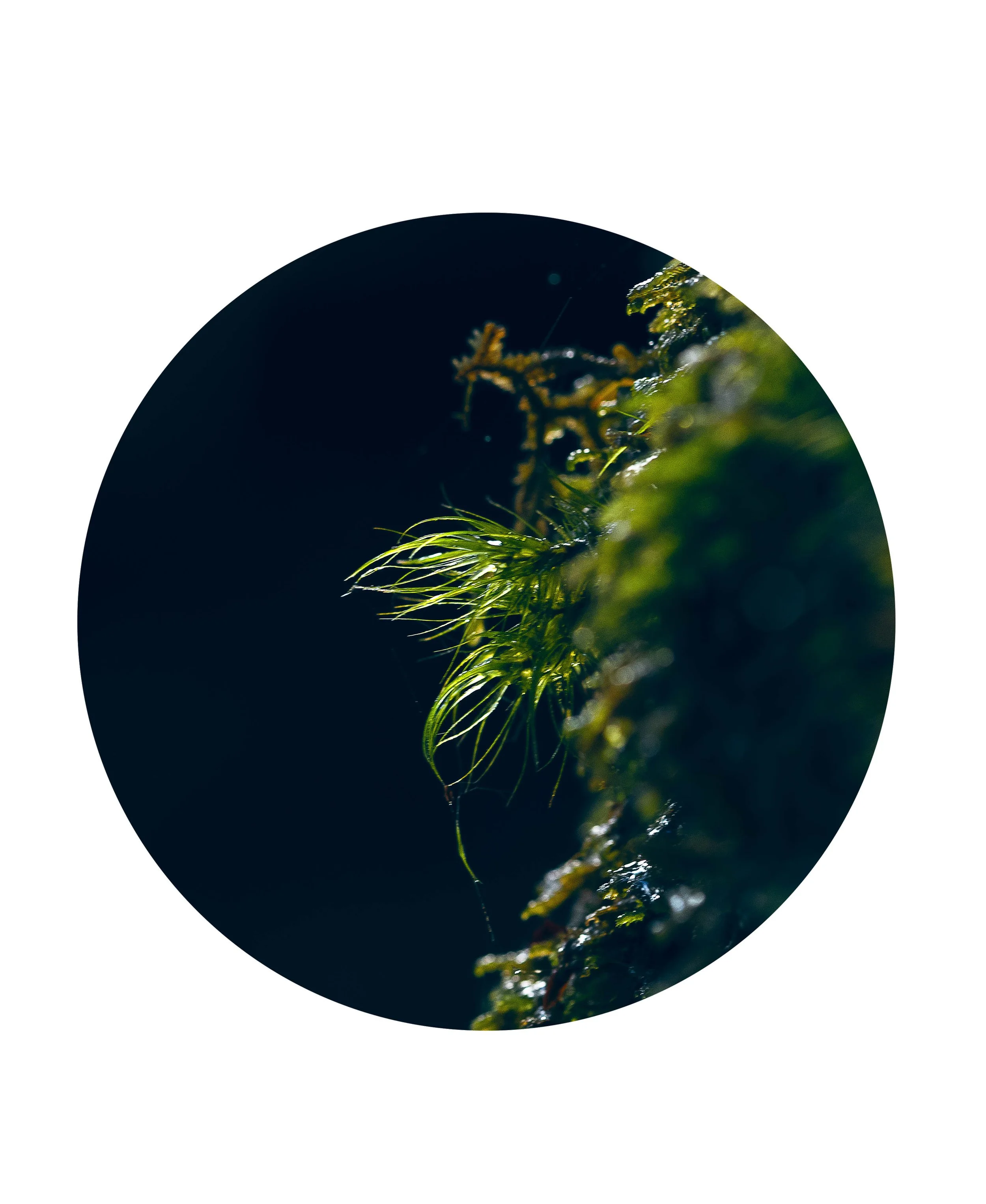 "colere (Latin to inhabit)"